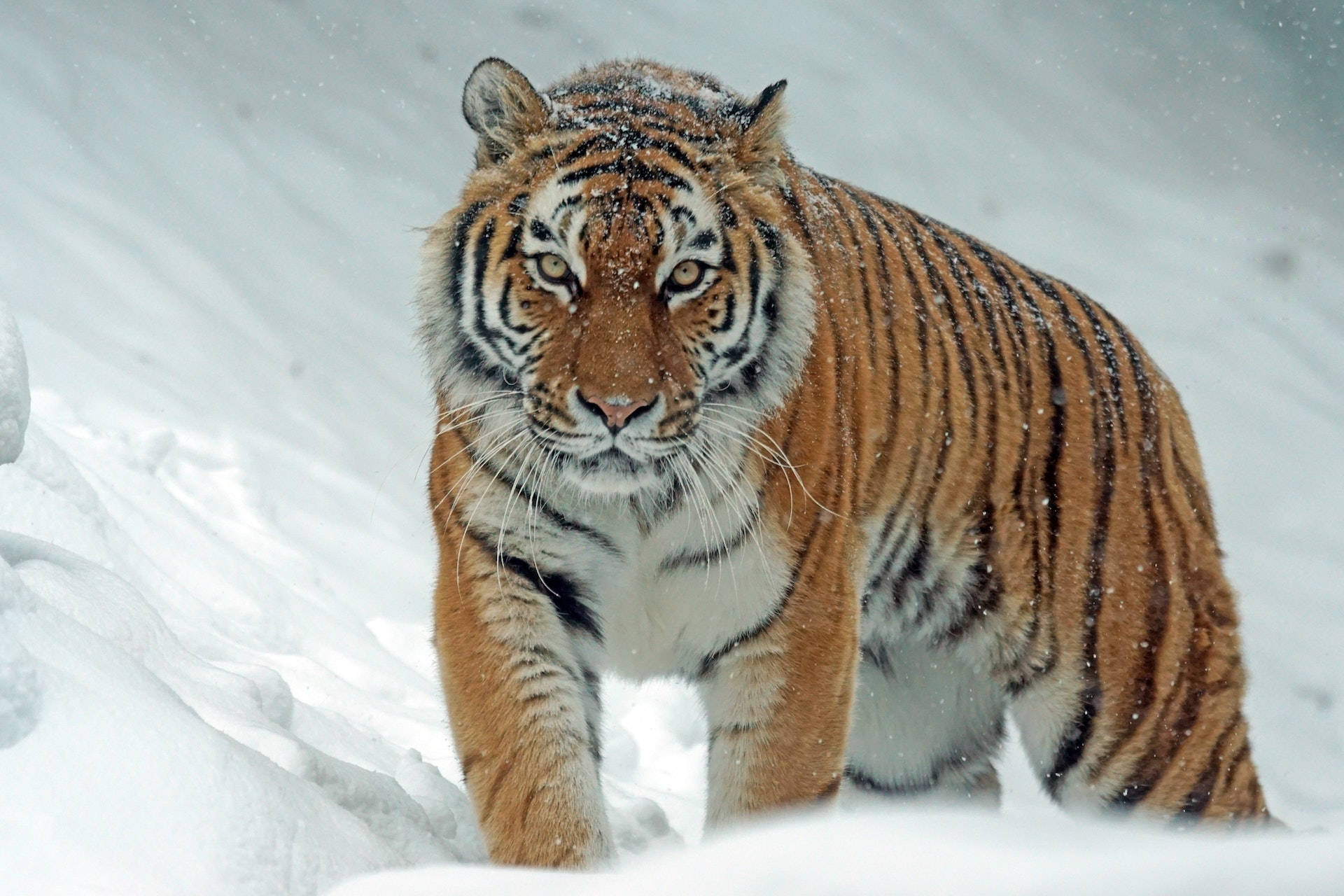 Feroz Harimau Caminando en la Nieve Fondos de pantalla