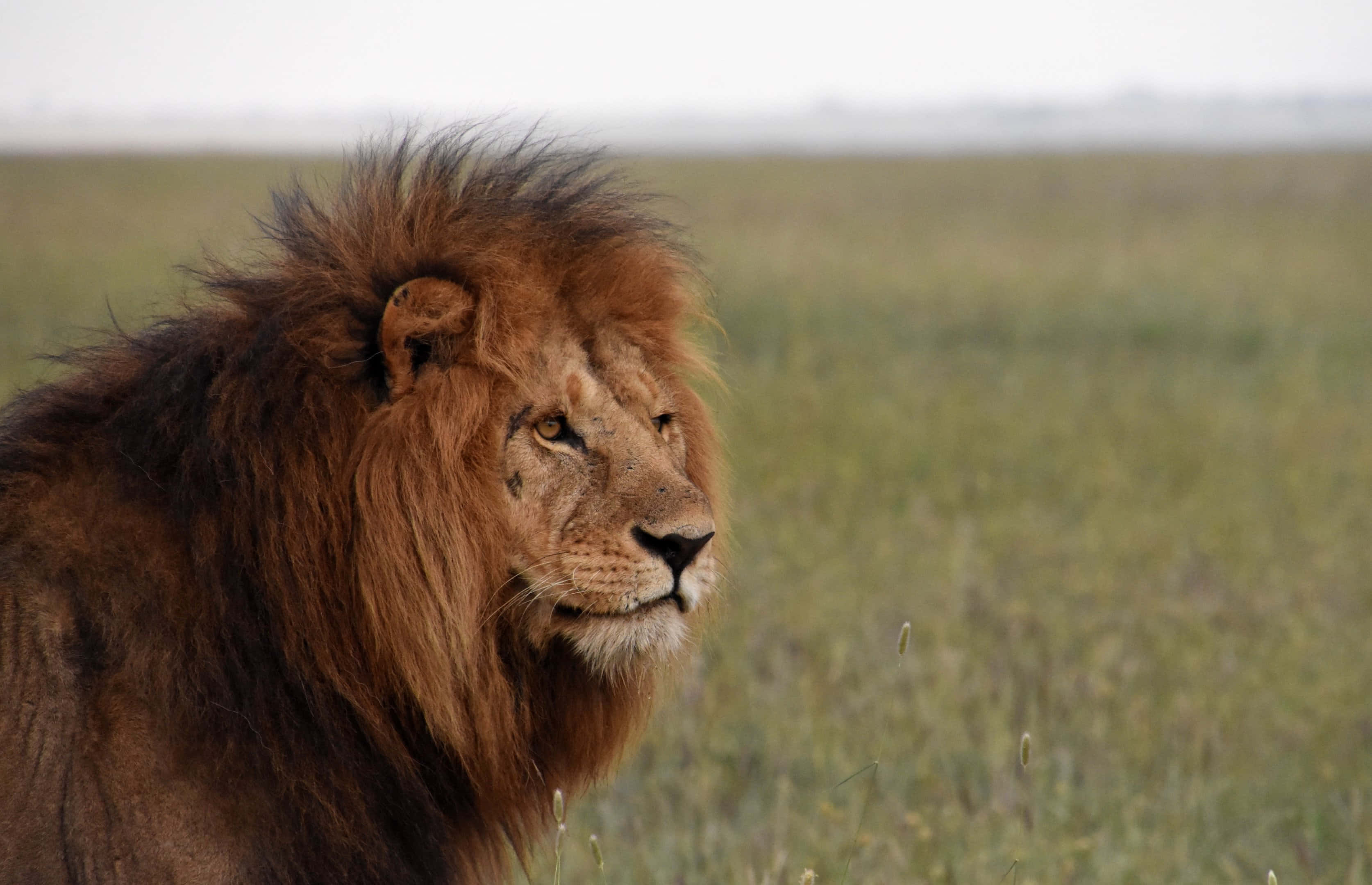 Fiero y Majestuoso - Un León deambula por la Sabana Africana Fondos de pantalla