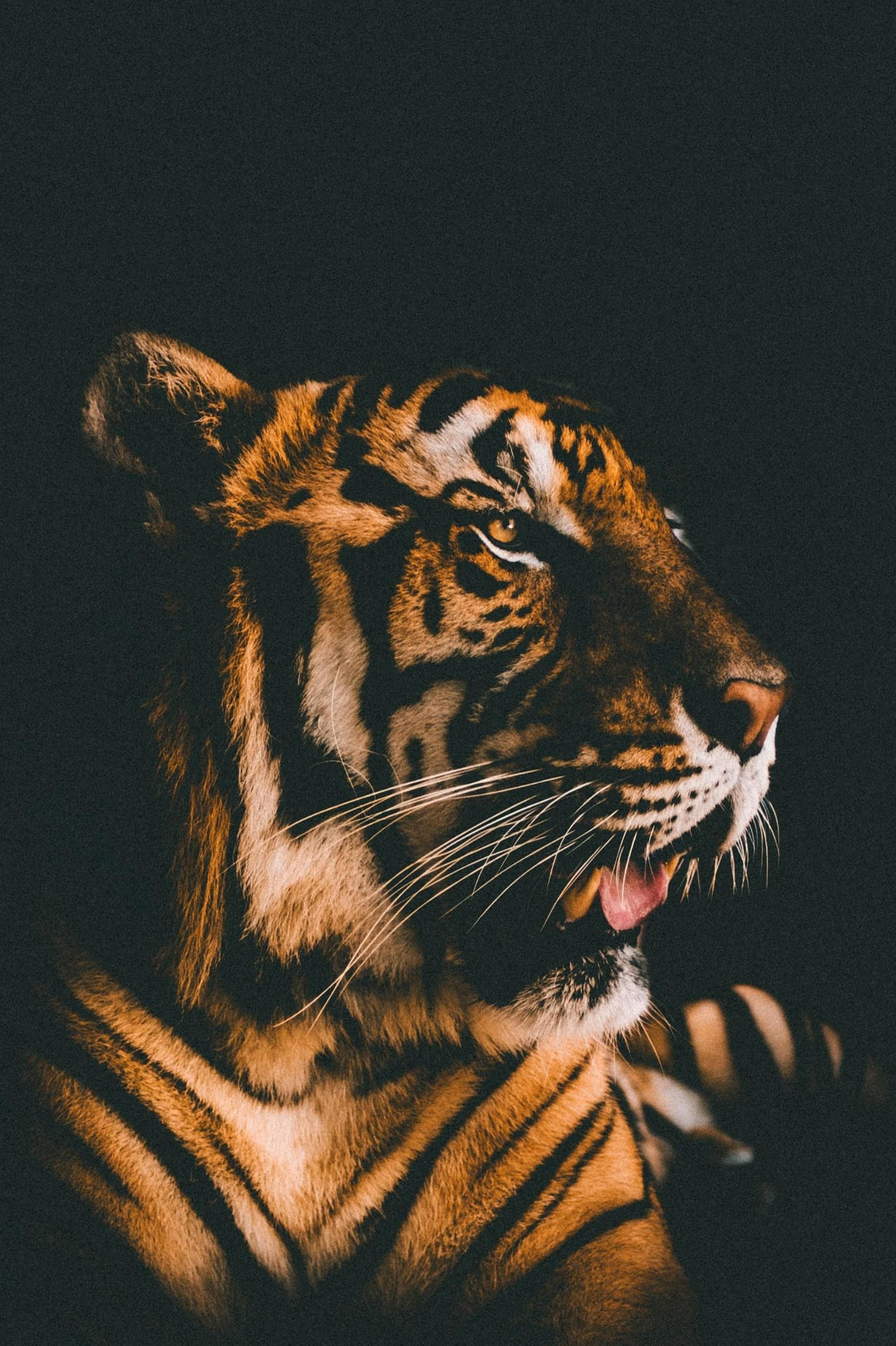 Filtro Cinematográfico de Harimau Magnífico Fondos de pantalla