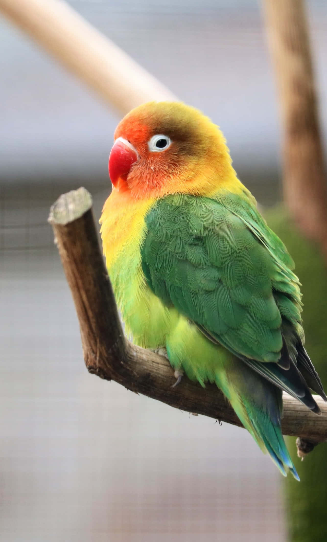 Fischer Love Bird iPhone Fondos de pantalla