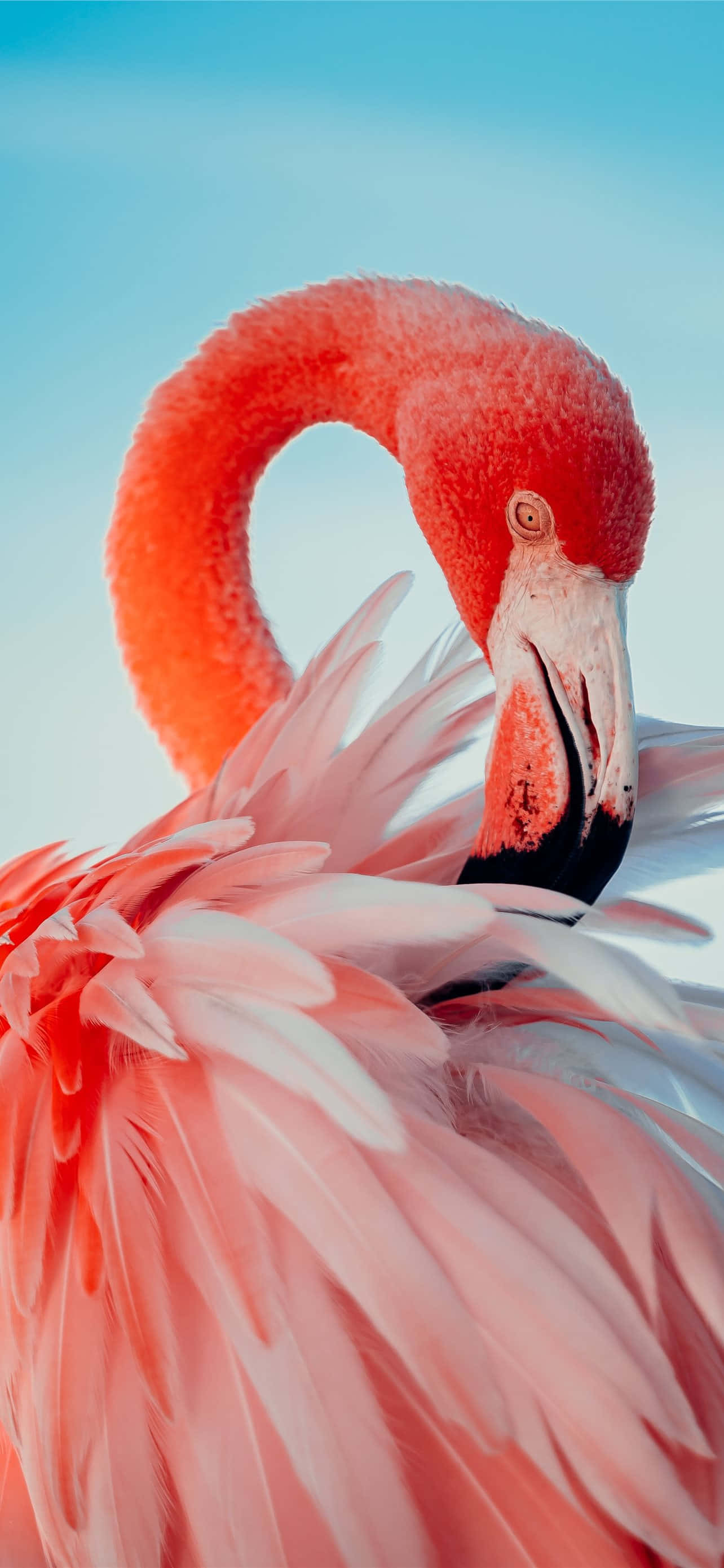 Flamenco en frondoso verdor, perfecto para el fondo de tu iPhone Fondos de pantalla