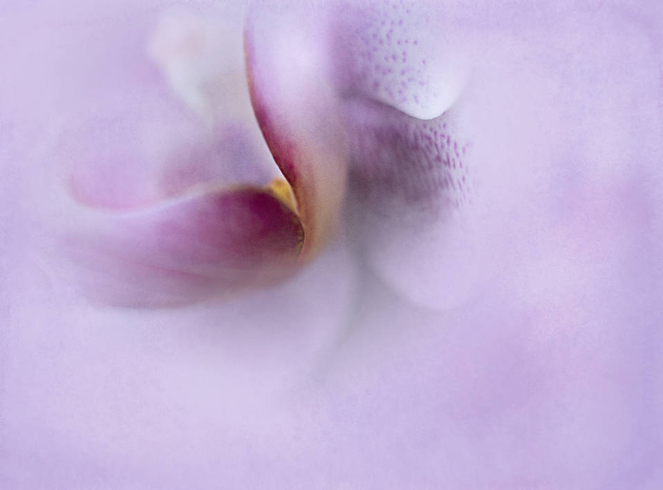 Flor abstracta estética lavanda Fondos de pantalla
