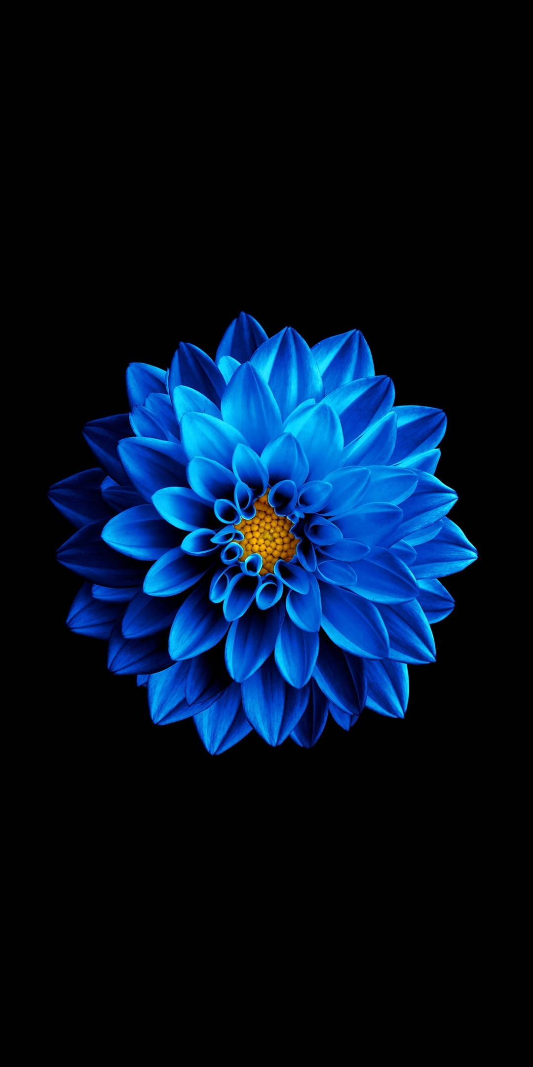Flor azul en fondo negro AMOLED Fondos de pantalla