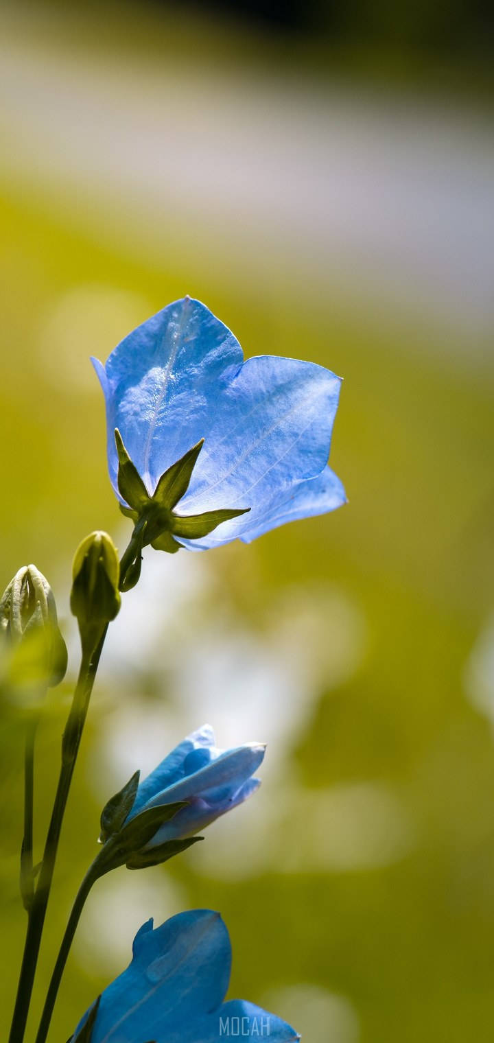 Flor Azul Realme 7 Pro Fondos de pantalla