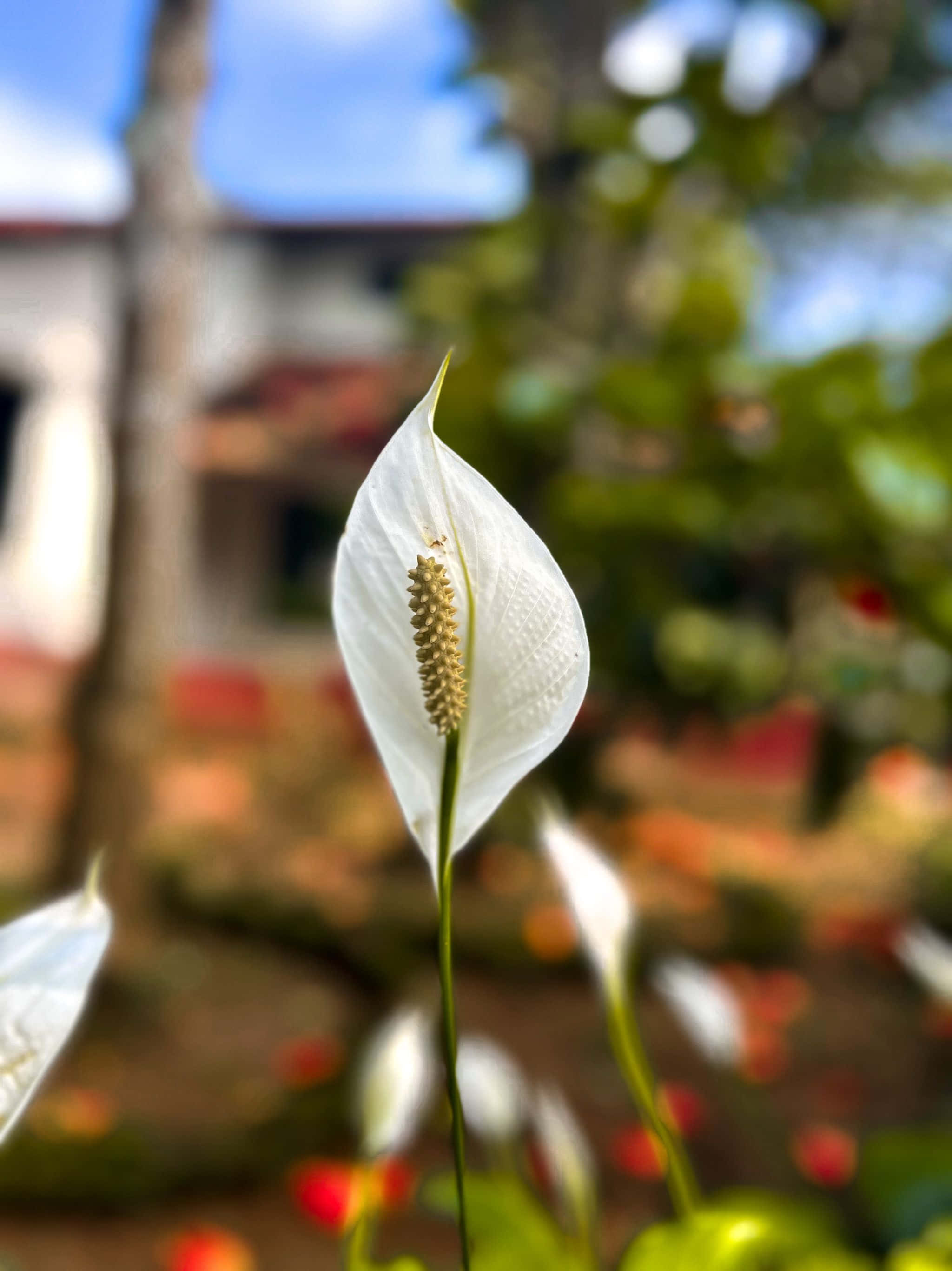 flor blanca frente a una casa Fondos de pantalla