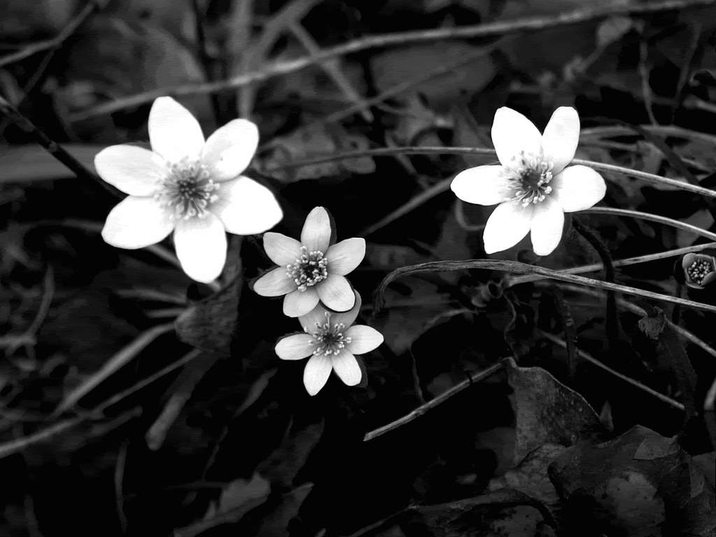 Flor blanca monocromática Fondos de pantalla