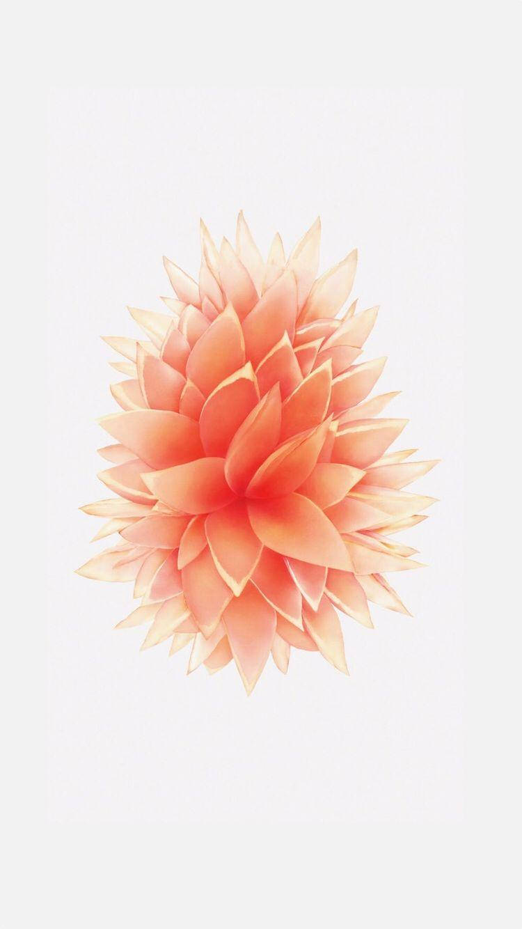 Flor Color Durazno iPhone SE Fondos de pantalla