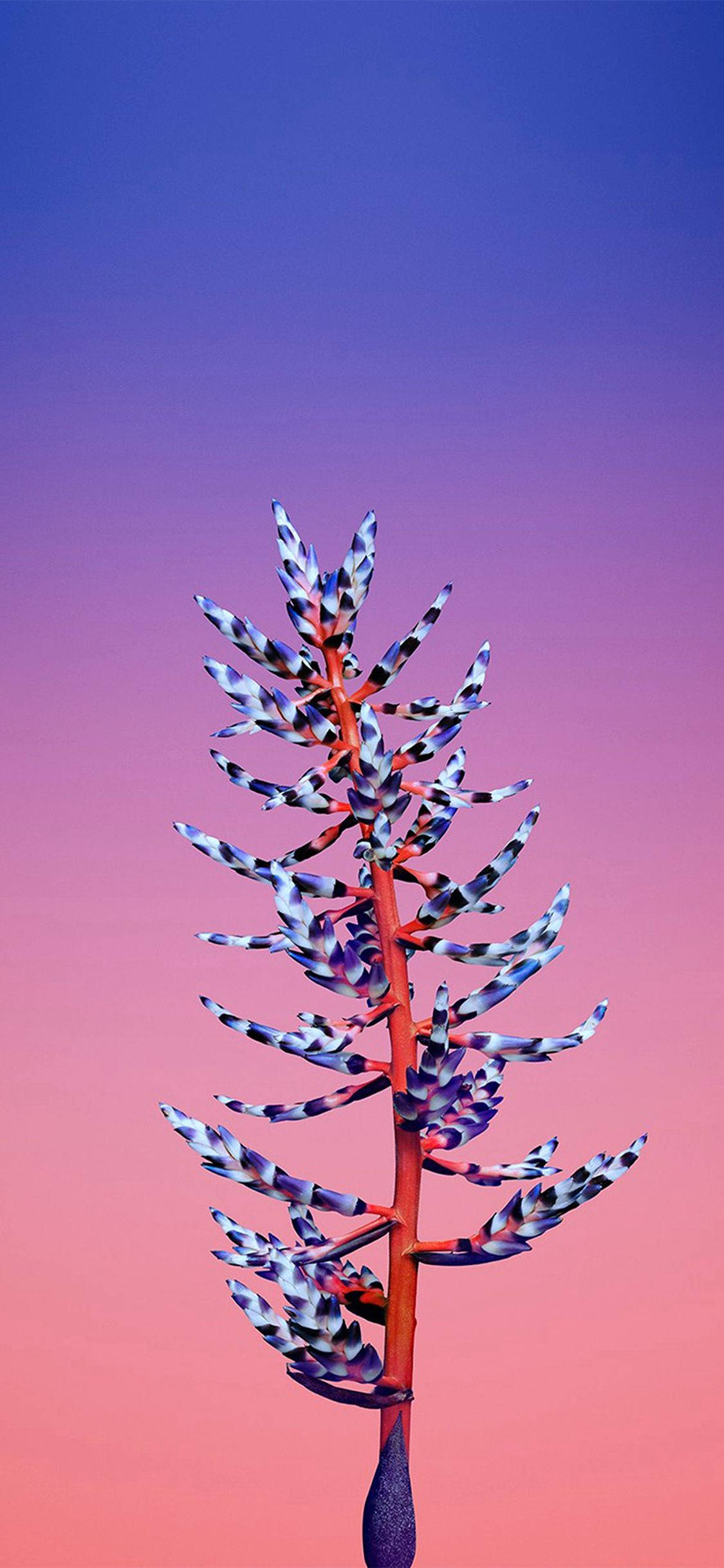 Flor de Aechmea Apple Fondos de pantalla