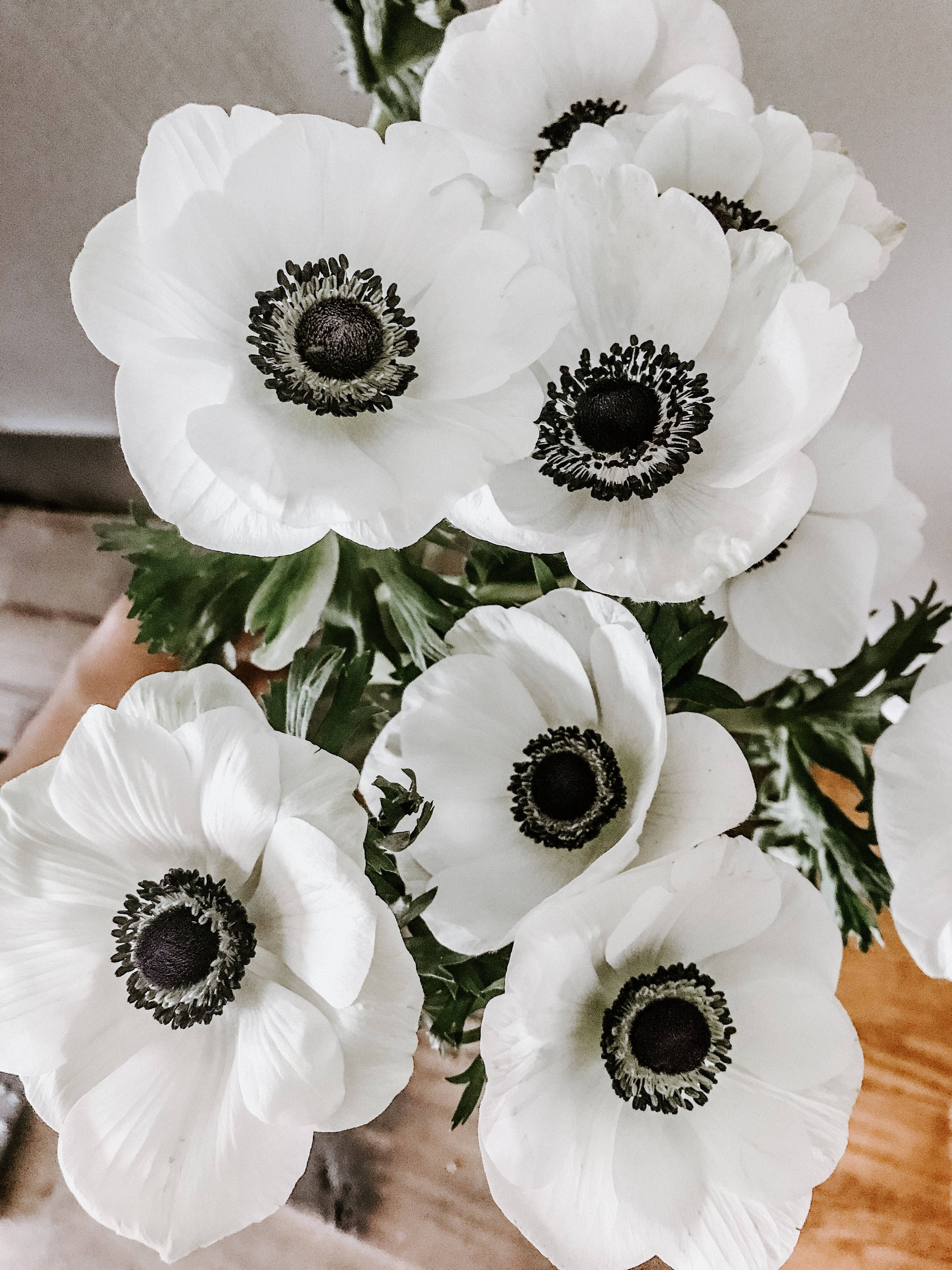 Flor de Anémona en Plena Floración Fondos de pantalla