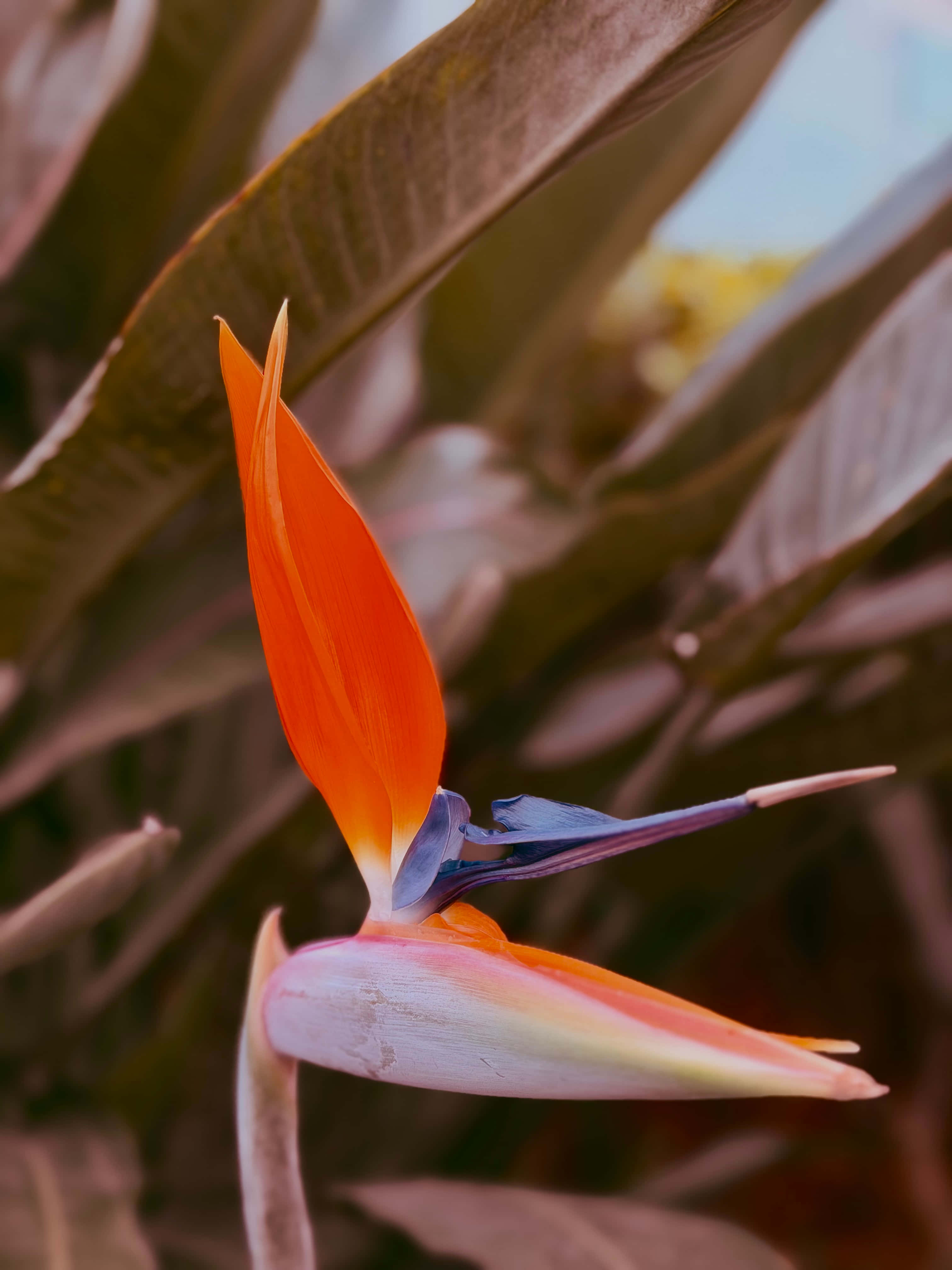 Flor de Ave del Paraíso Fondos de pantalla