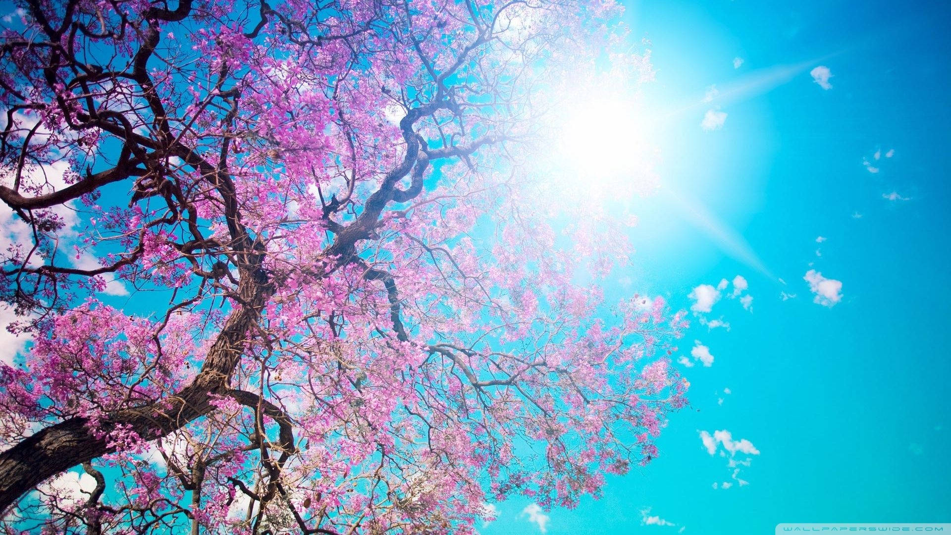Flor de Cerezo al Sol Fondos de pantalla
