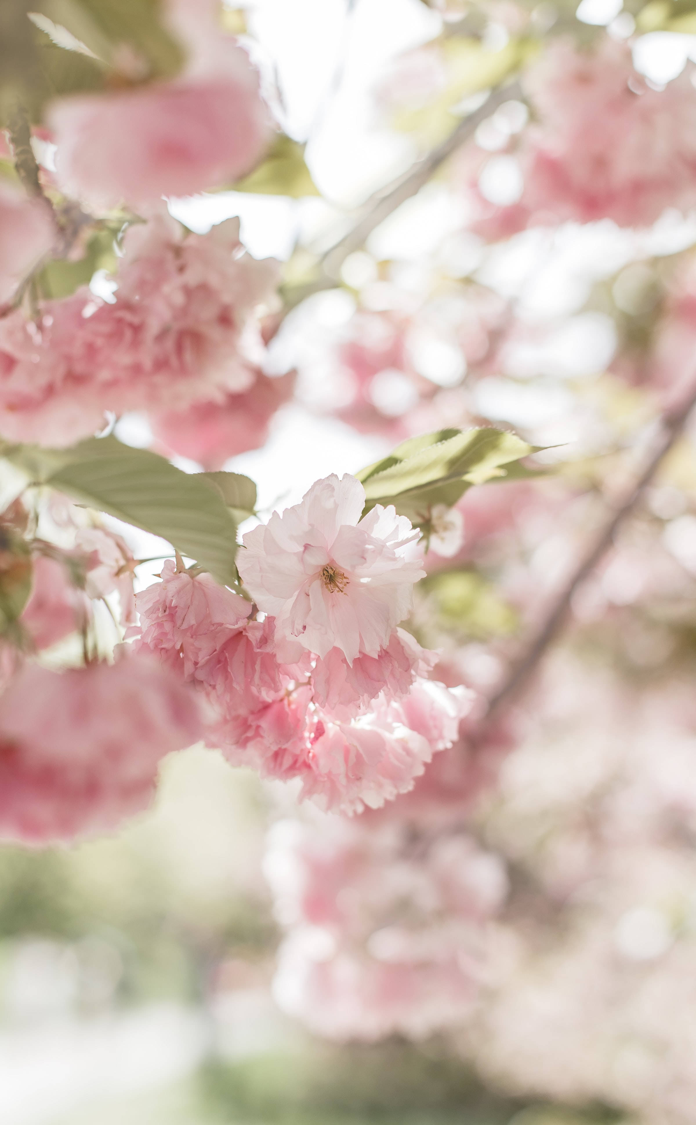Flor de Cerezo Rosa Estético Floreciendo y Tierno Fondos de pantalla