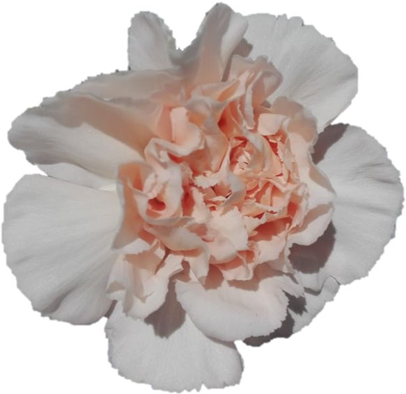 Flor de Clavel Durazno en Floración Fondos de pantalla
