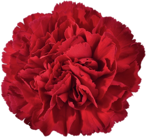 Flor de clavel rojo vibrante Fondos de pantalla