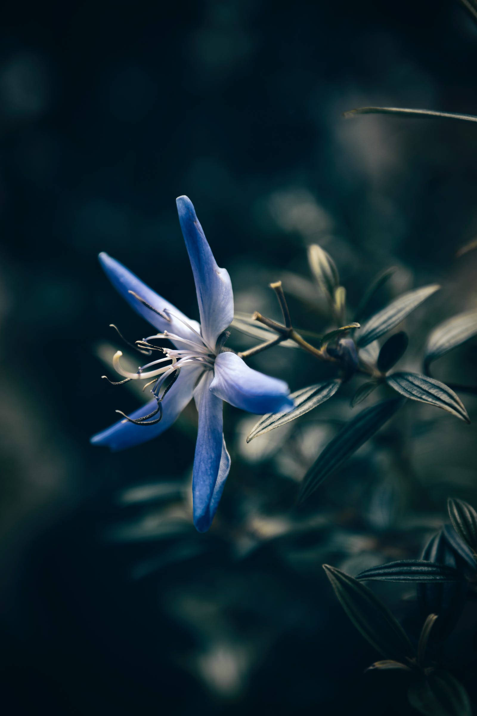 Flor de Estrella Azul para iPhone Fondos de pantalla