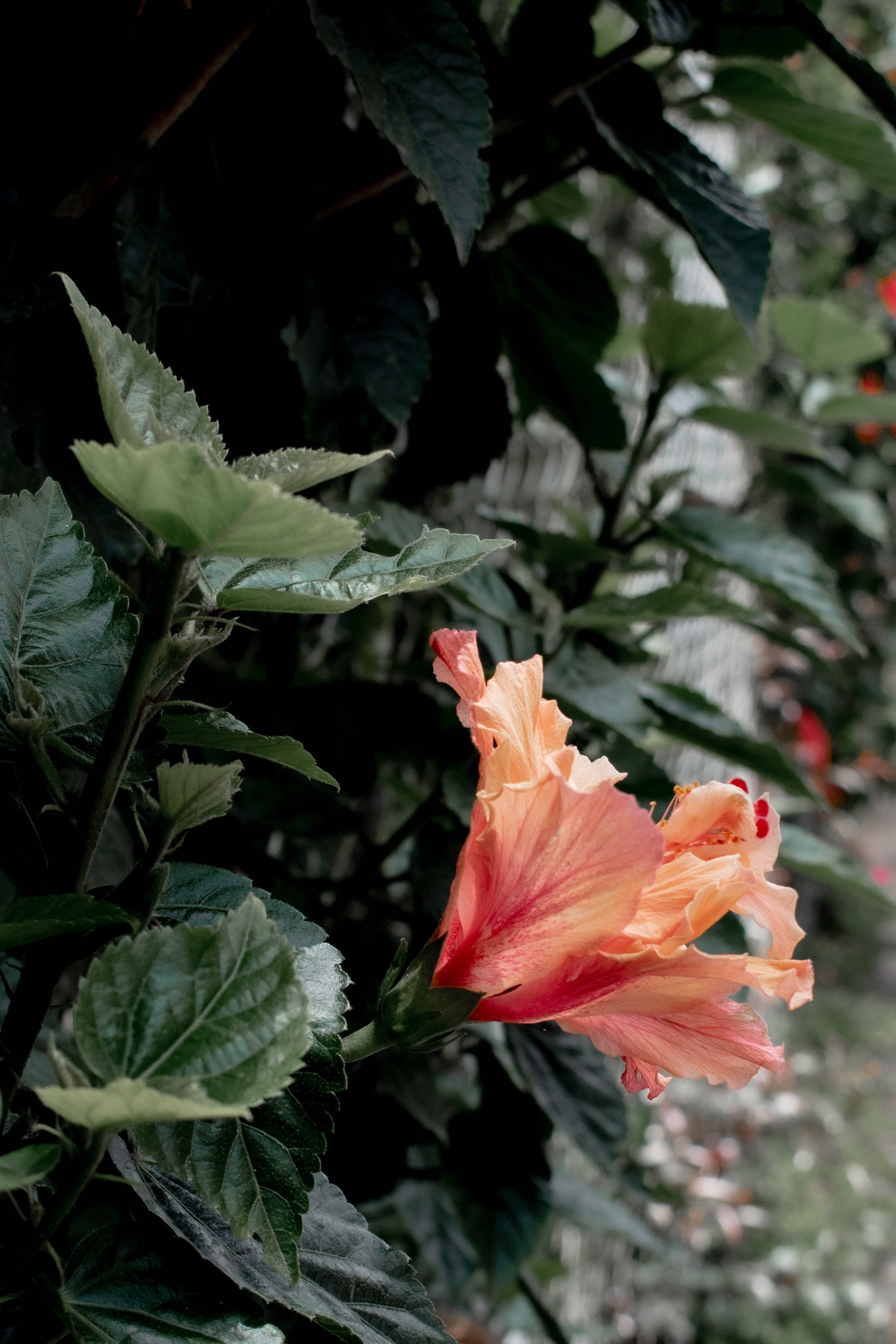 Flor de Hibisco Planta Estética Fondos de pantalla