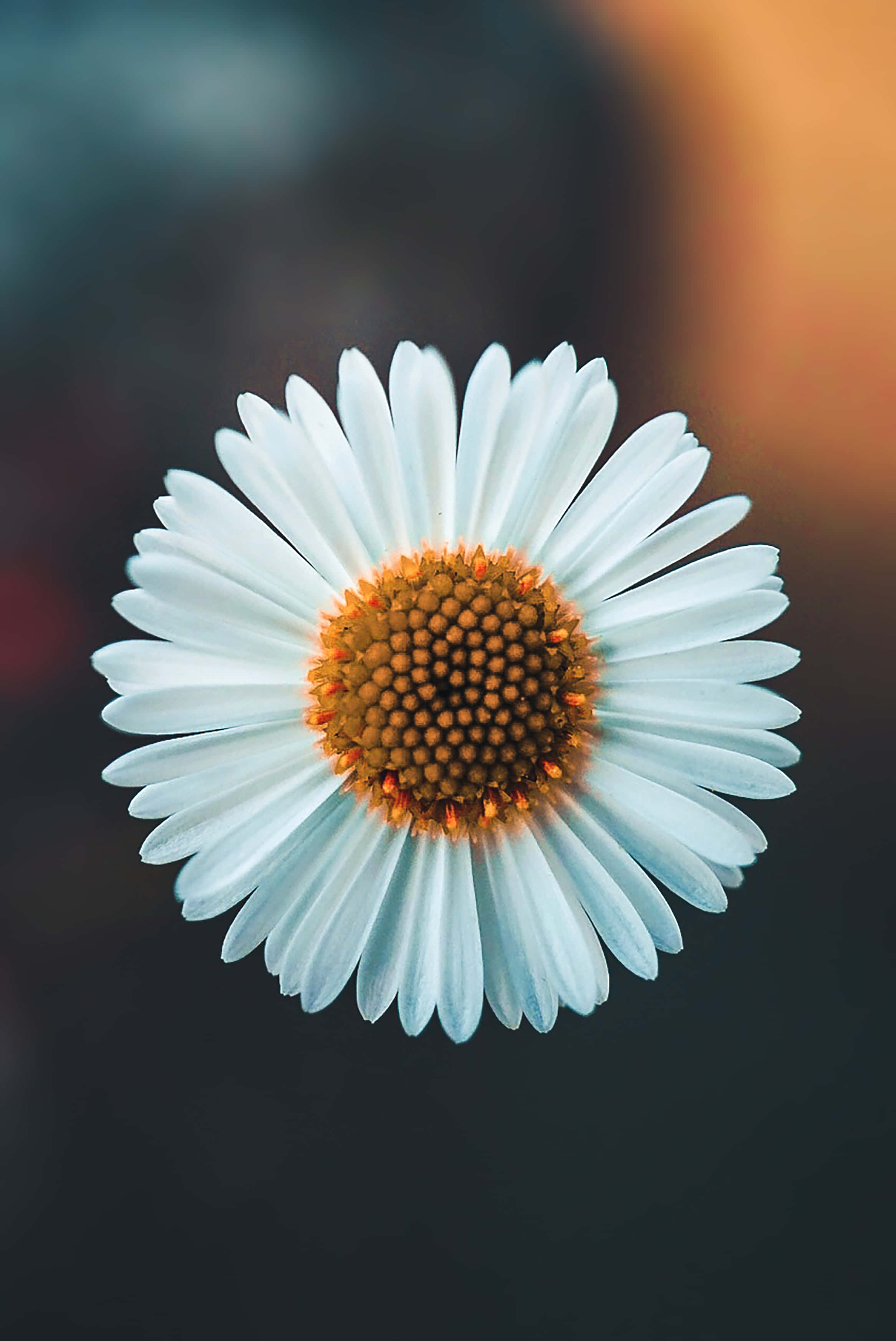 Flor de la juventud: primer plano de una margarita solitaria sobre un fondo etéreo similar al cielo Fondos de pantalla