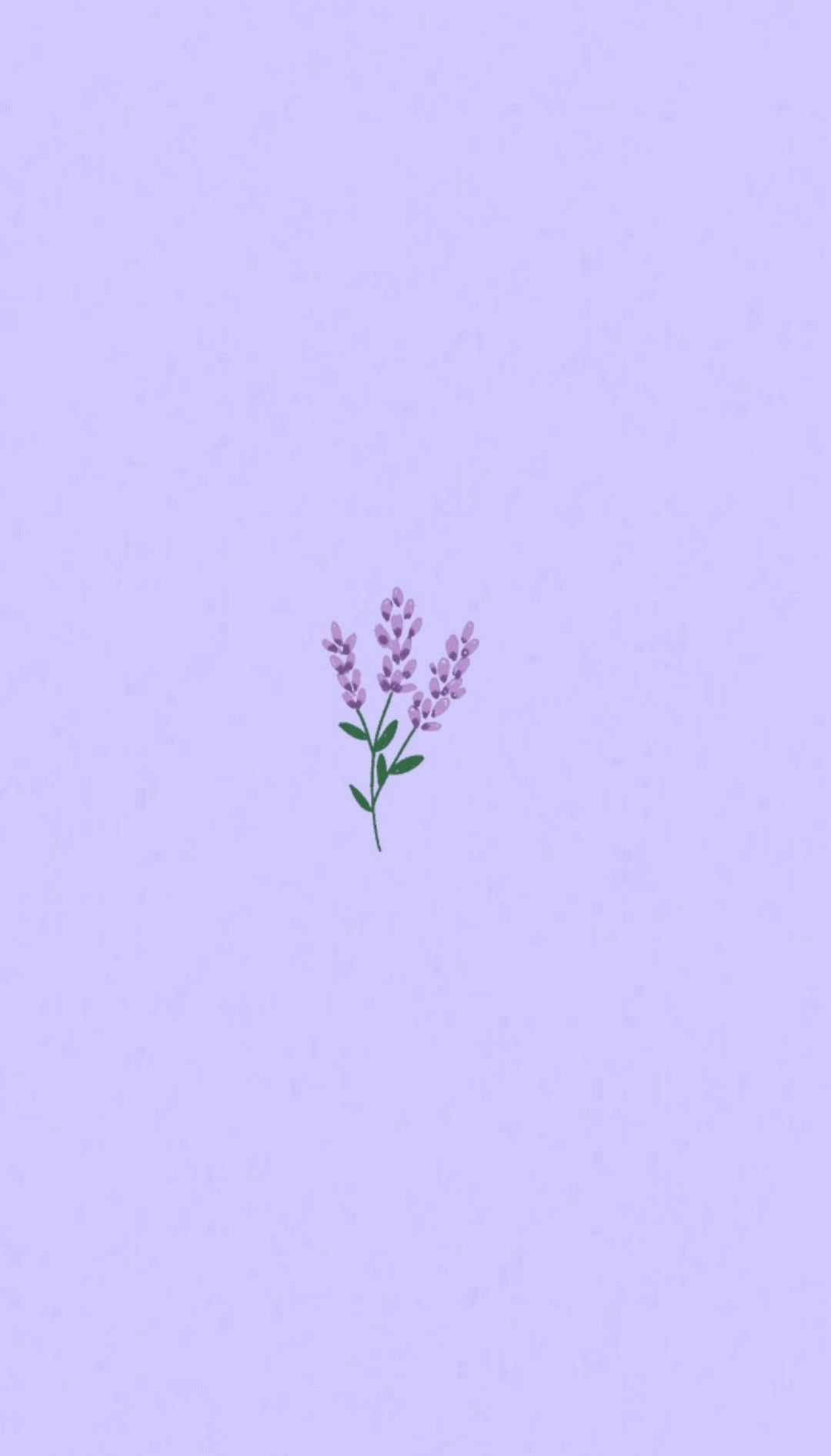 Flor de lavanda estética en tono lila claro Fondos de pantalla