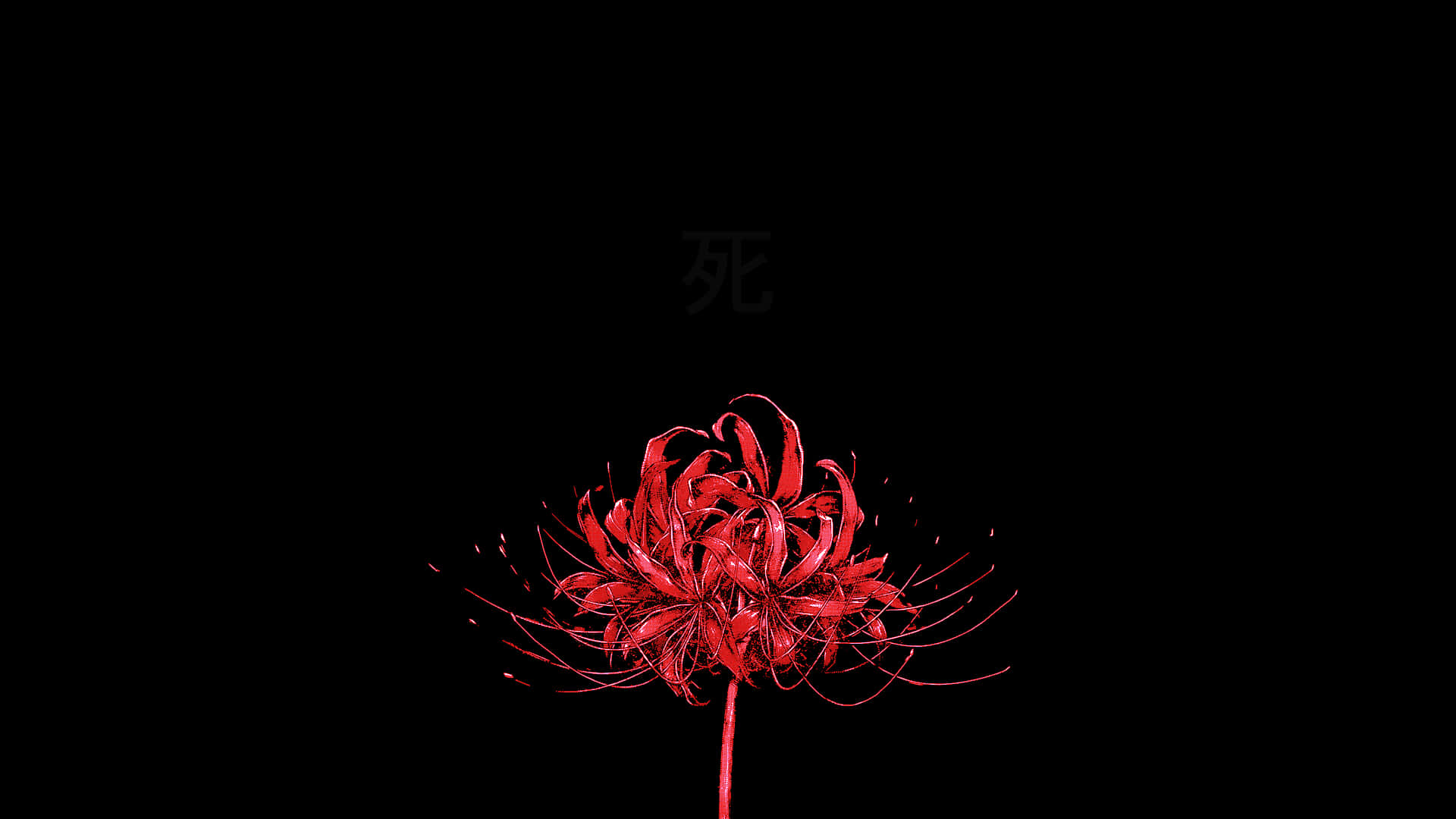 Flor de lirio araña Vonflora Fondos de pantalla