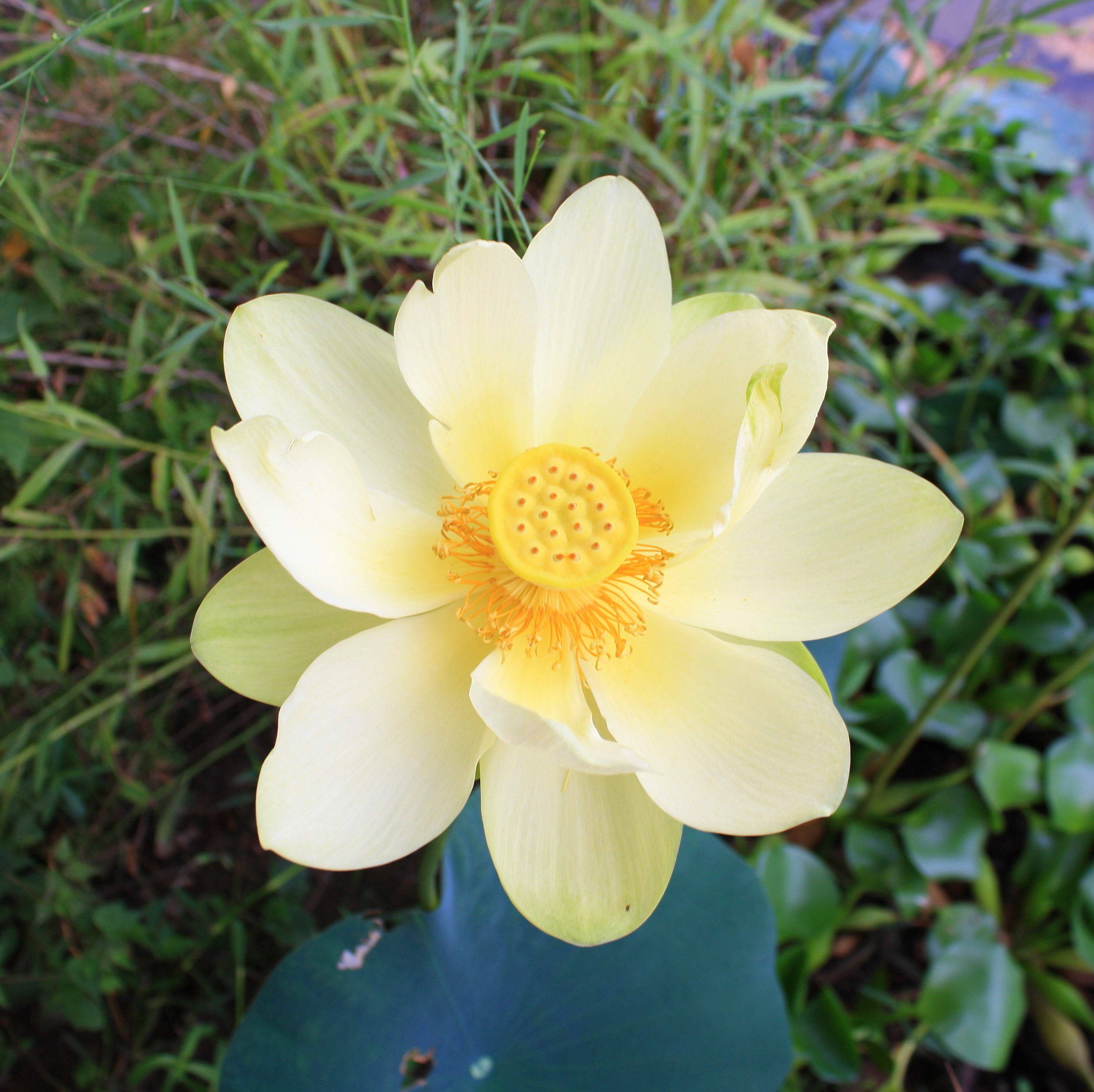 Flor de Loto Americana Fondos de pantalla