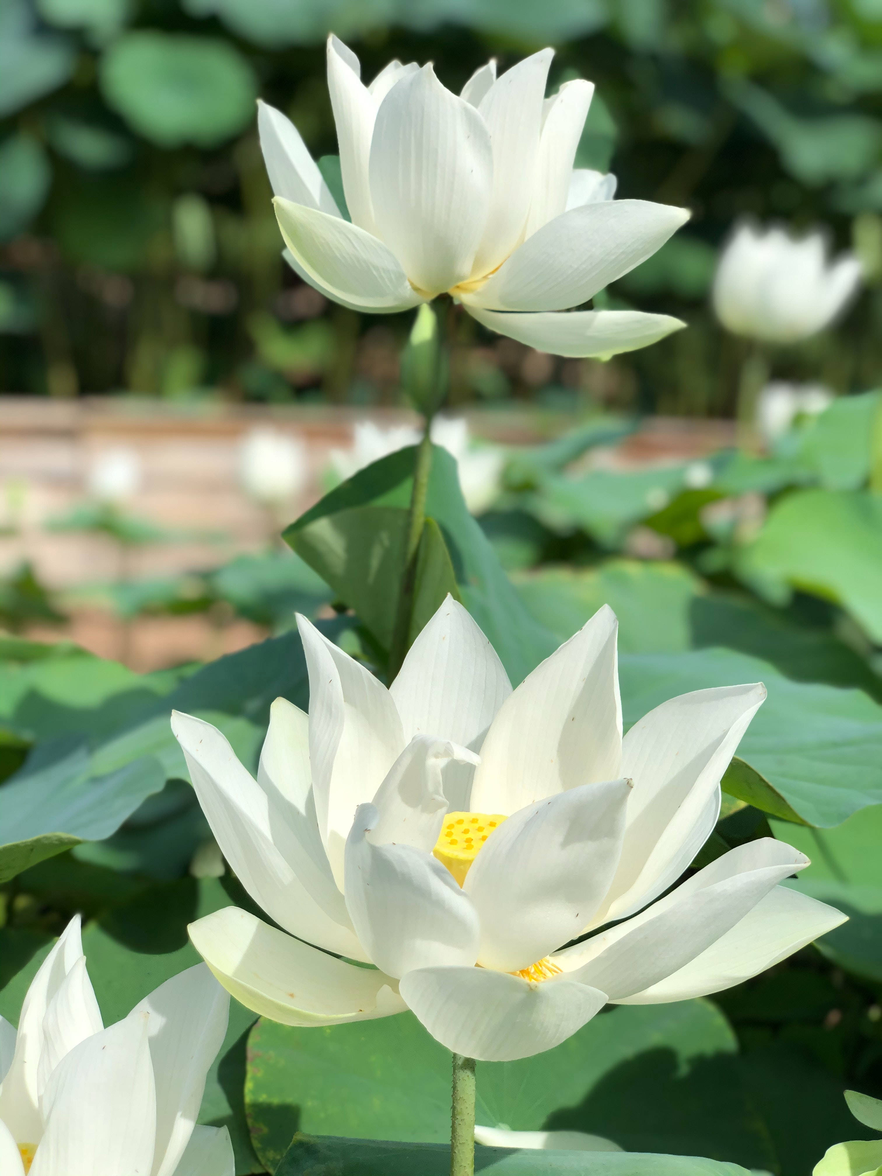 Flor de Loto Asiático Fondos de pantalla