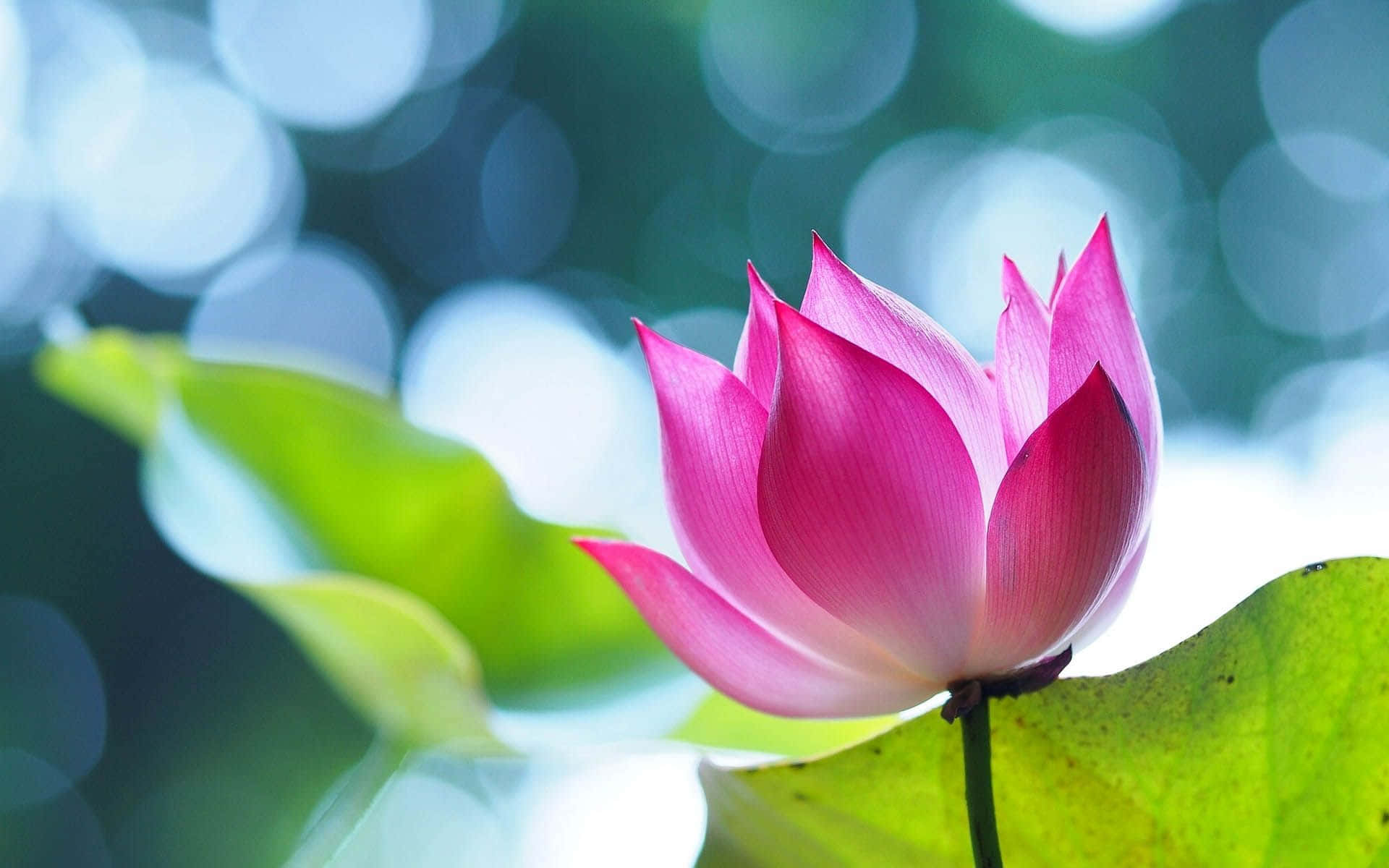 Flor de Loto Cautivadora en Floración Fondos de pantalla