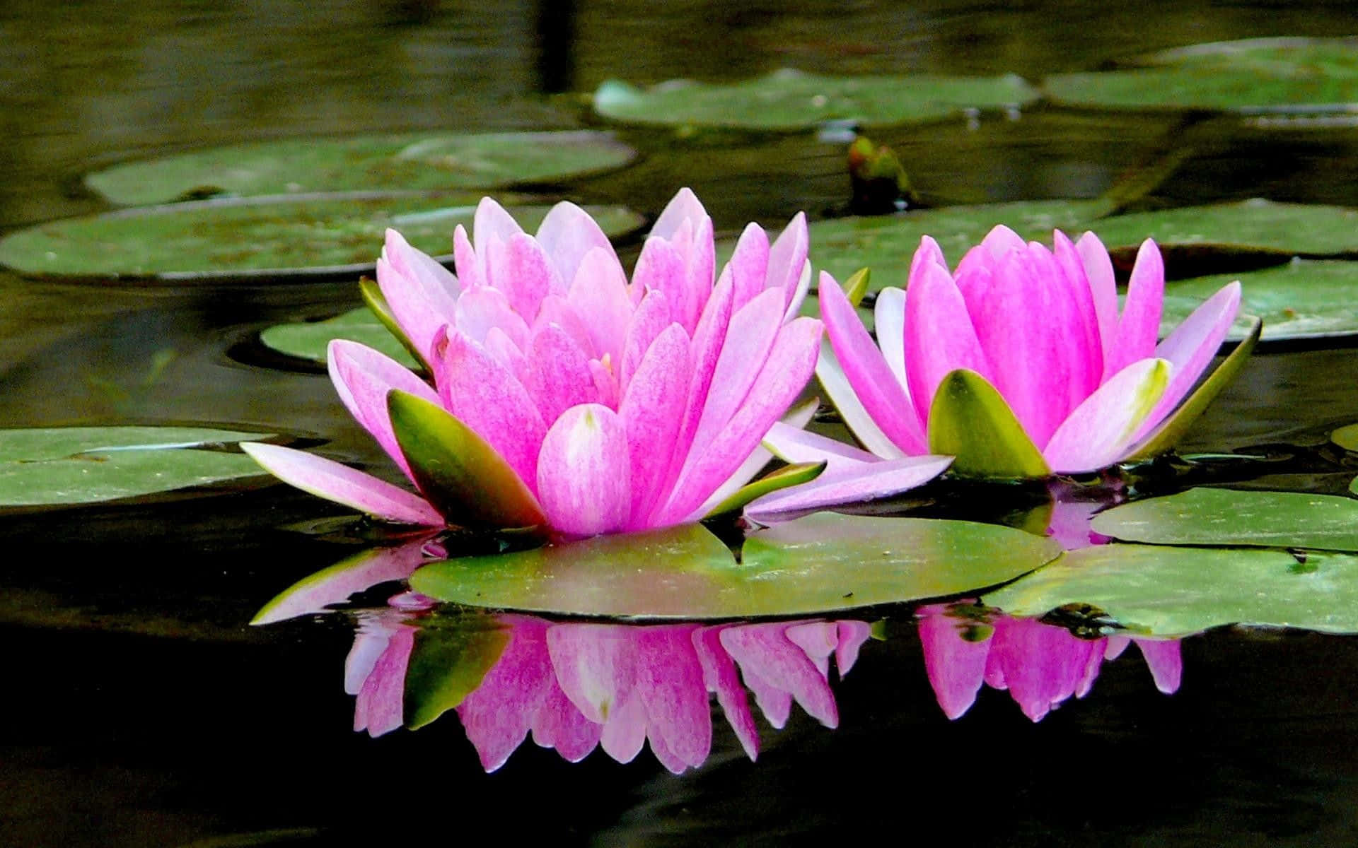 Flor de Loto Cautivadora en Agua Serena Fondos de pantalla