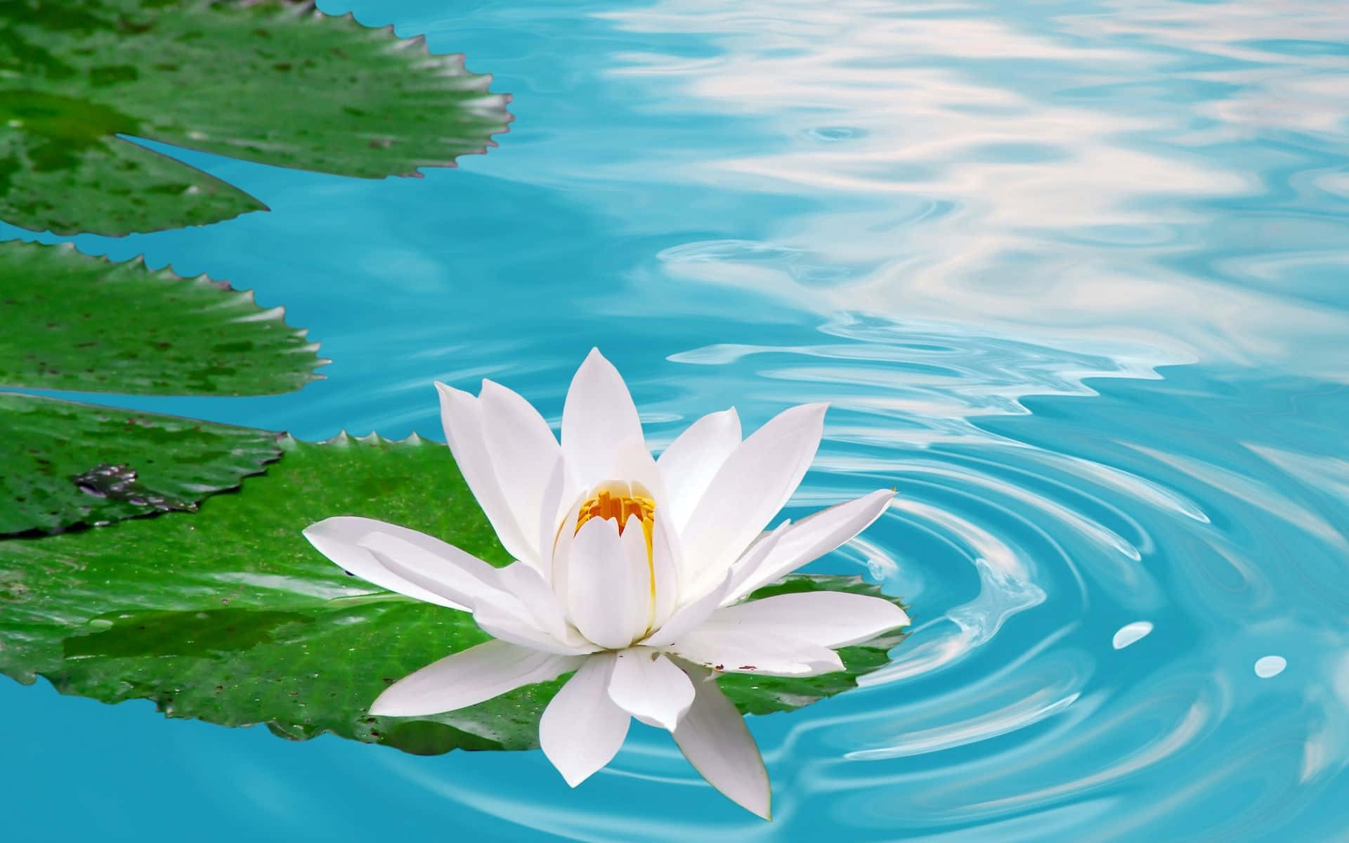 Flor de loto cautivadora en estanque sereno Fondos de pantalla
