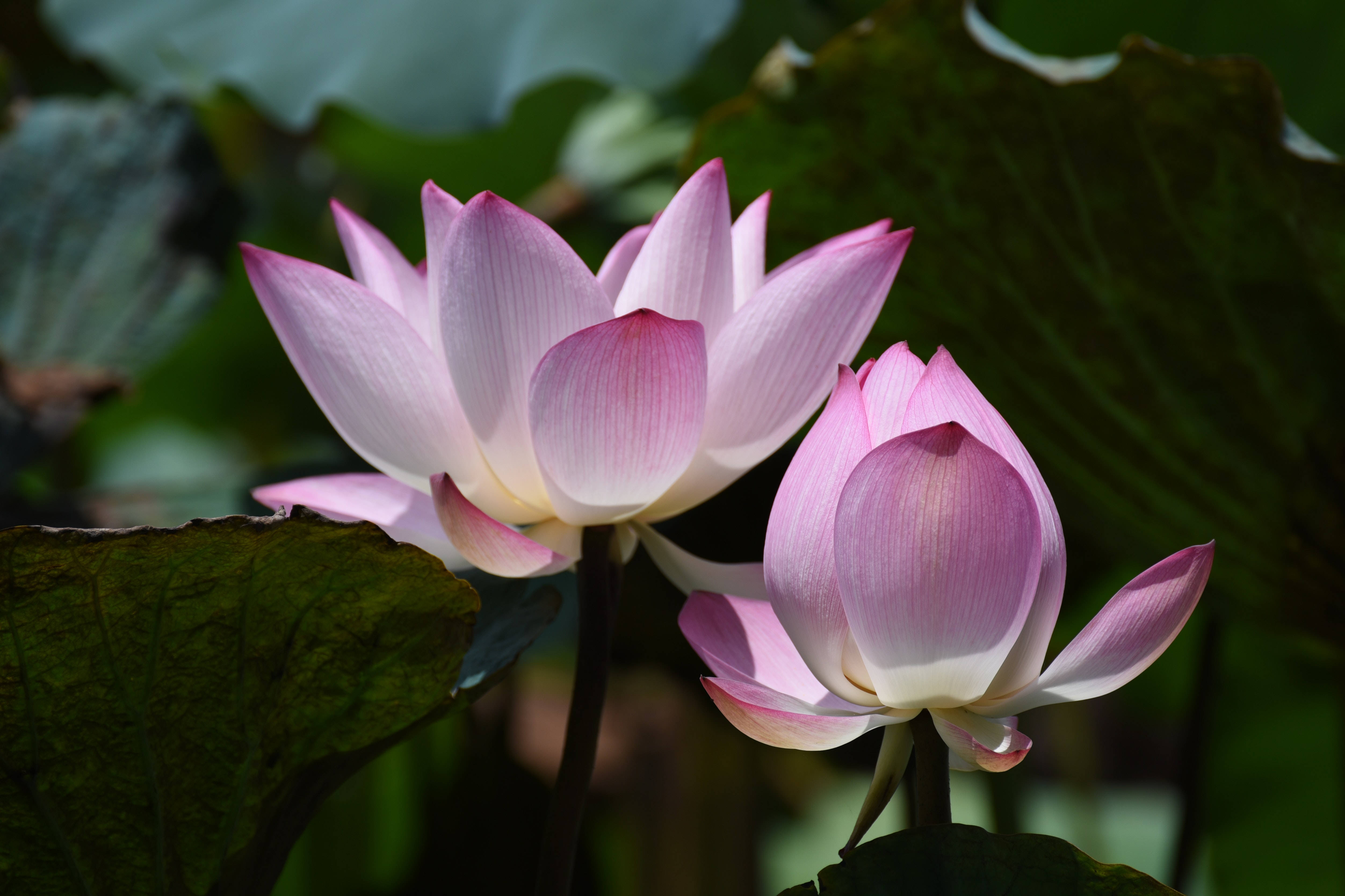 Flor de Loto Chawan Basu Fondos de pantalla