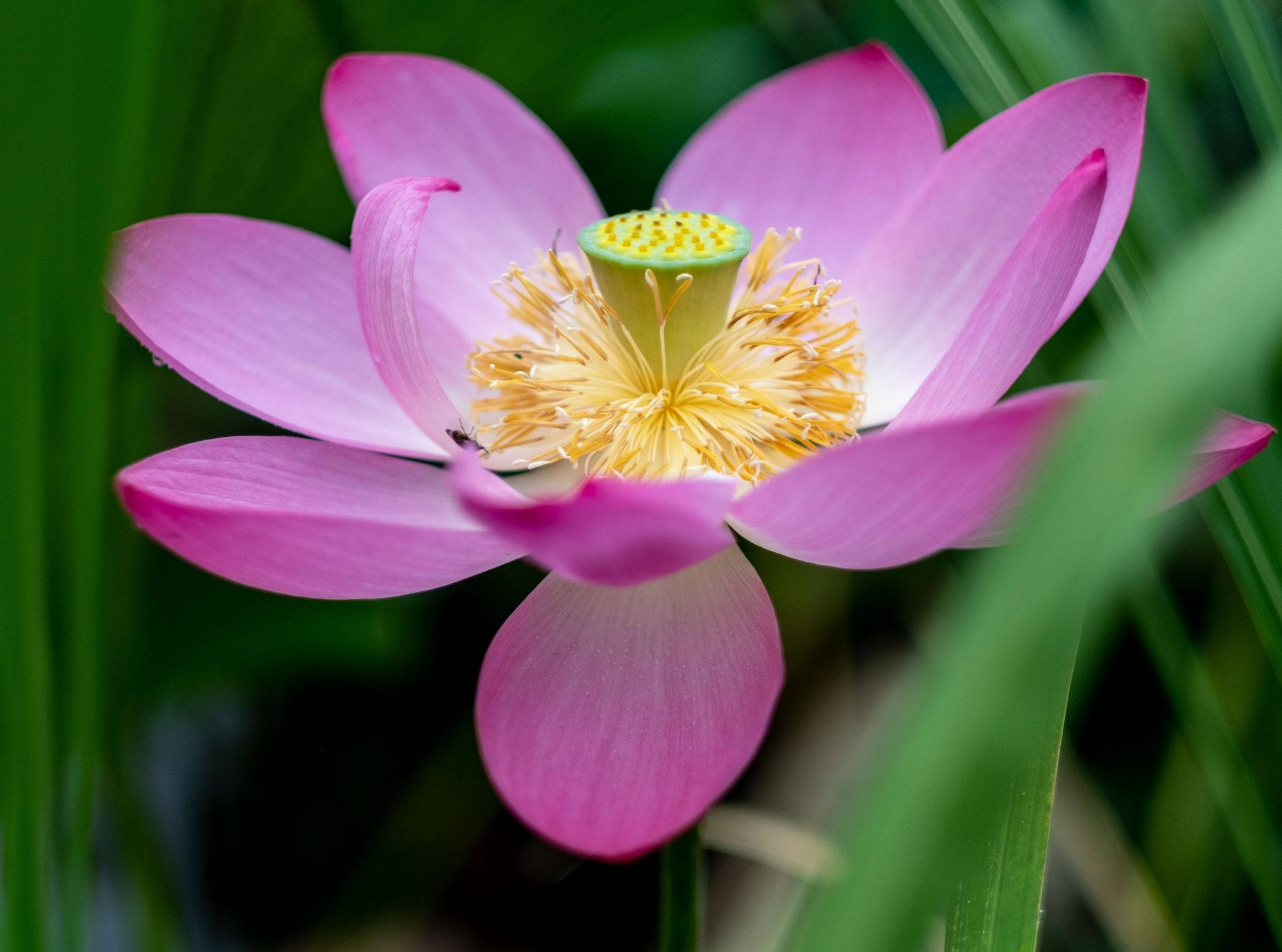 Flor de Loto en Floración Fondos de pantalla
