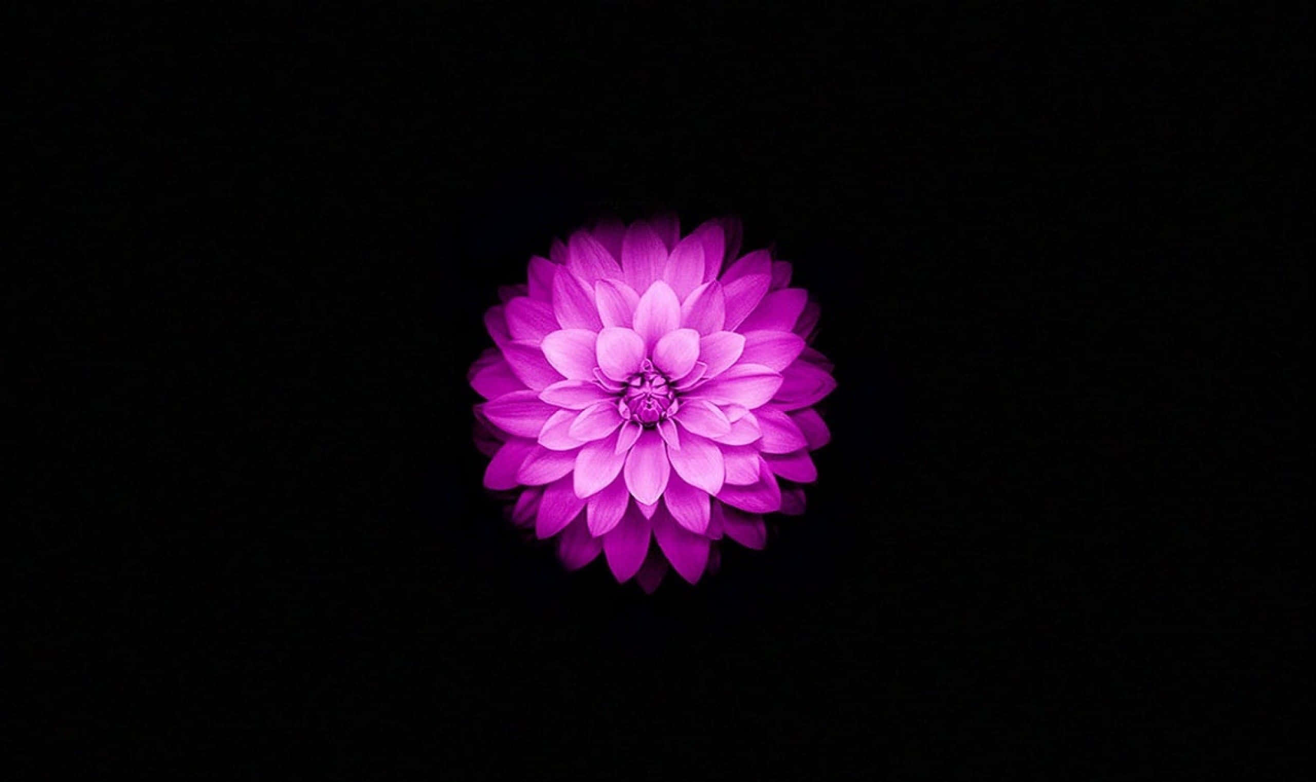 Flor de Loto en Floración Cautivadora Fondos de pantalla