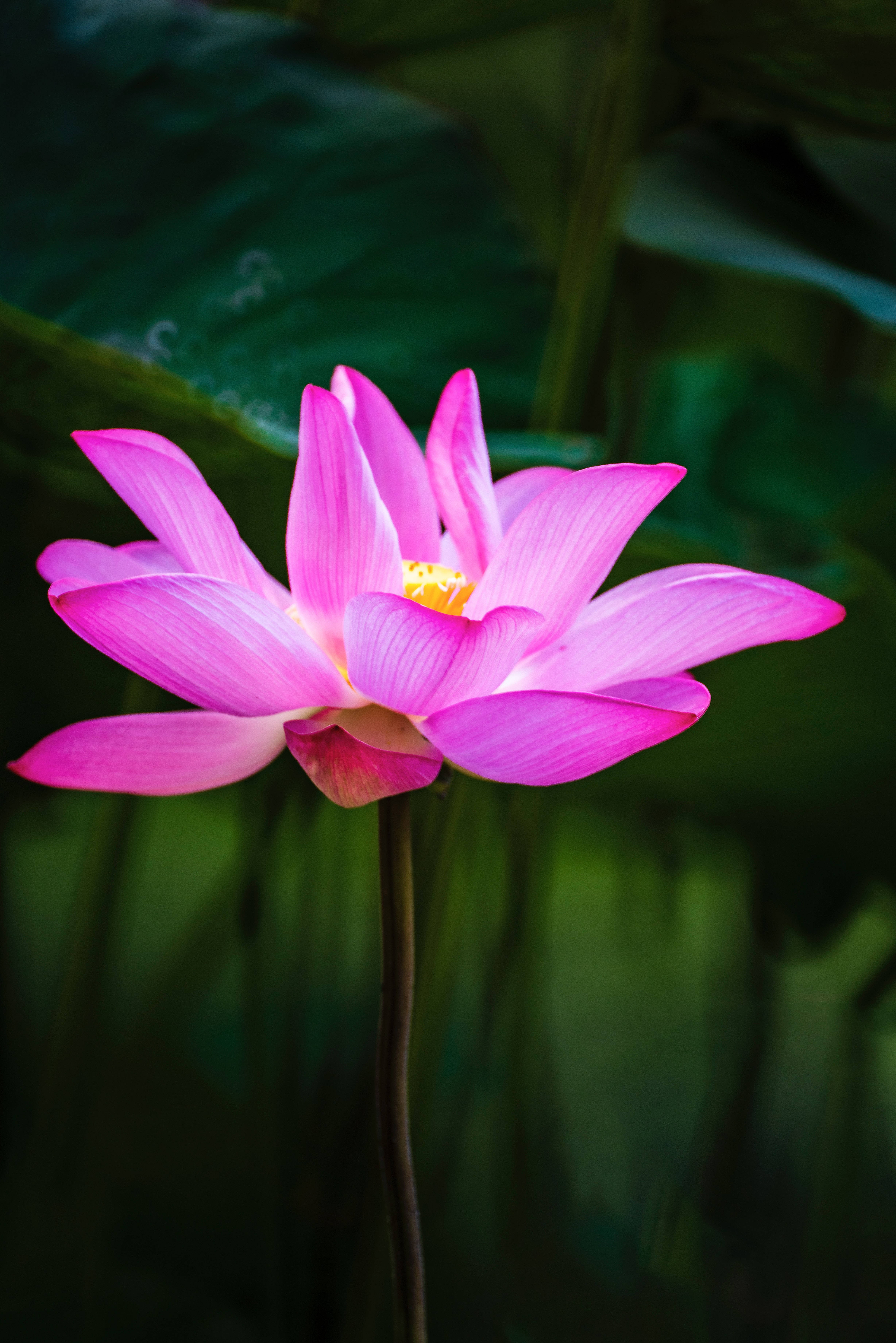 Flor de Loto Honglingjin Fondos de pantalla