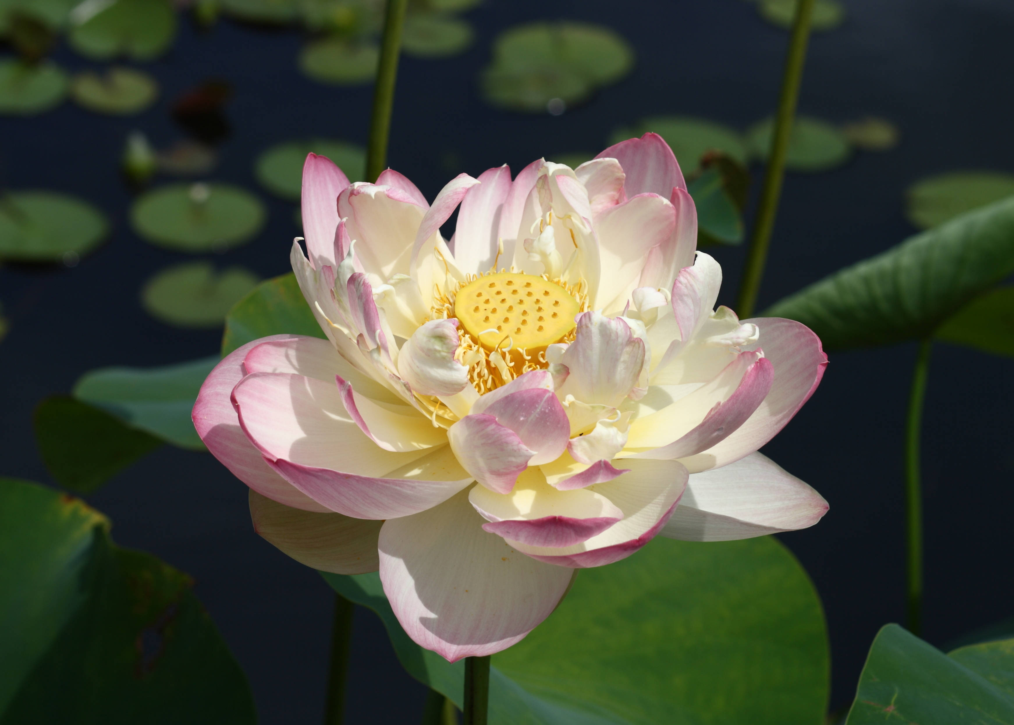 Flor de Loto Mrs. Perry D. Slocum Fondos de pantalla