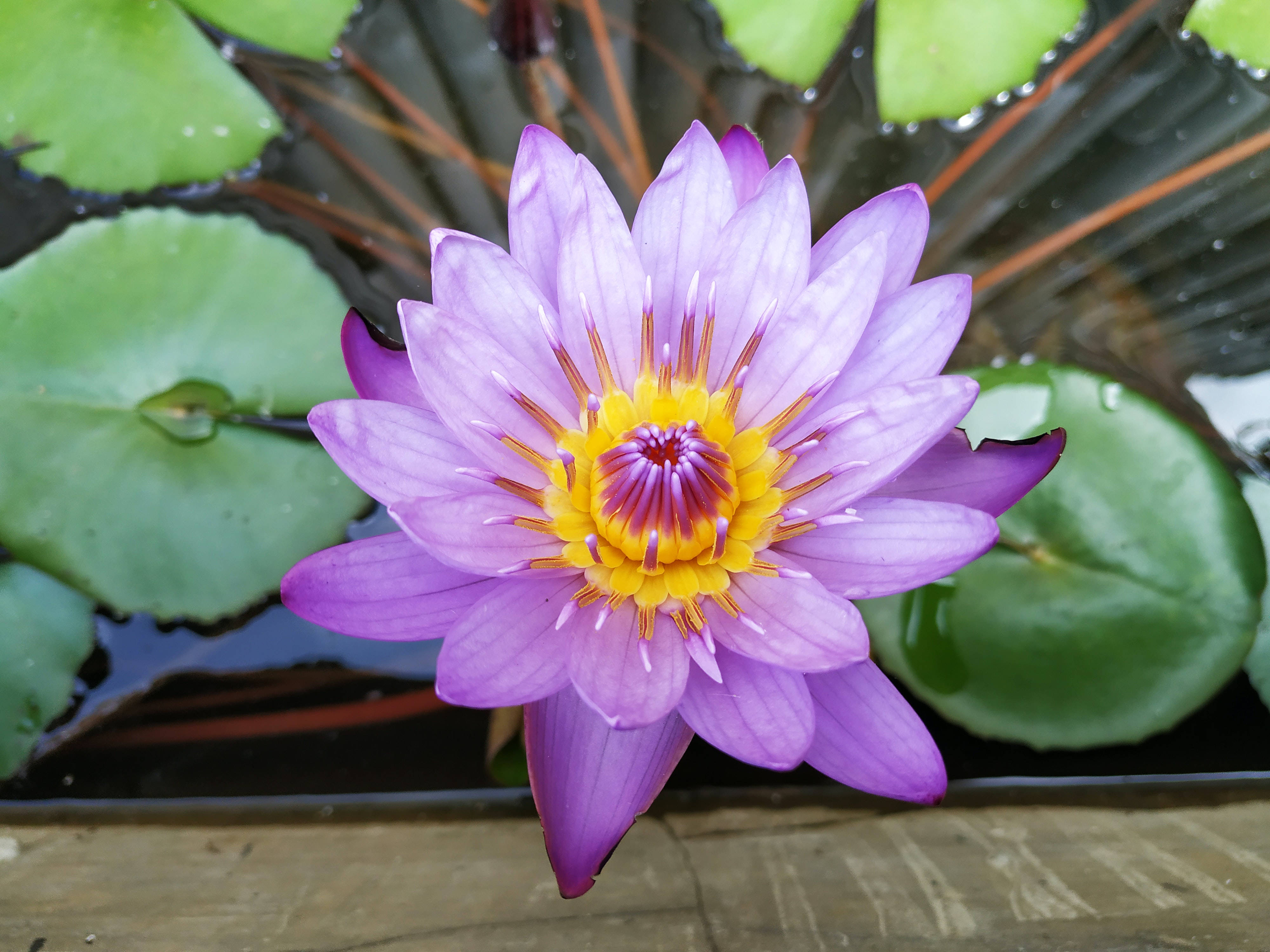 Flor de Loto Púrpura y Amarilla Fondos de pantalla