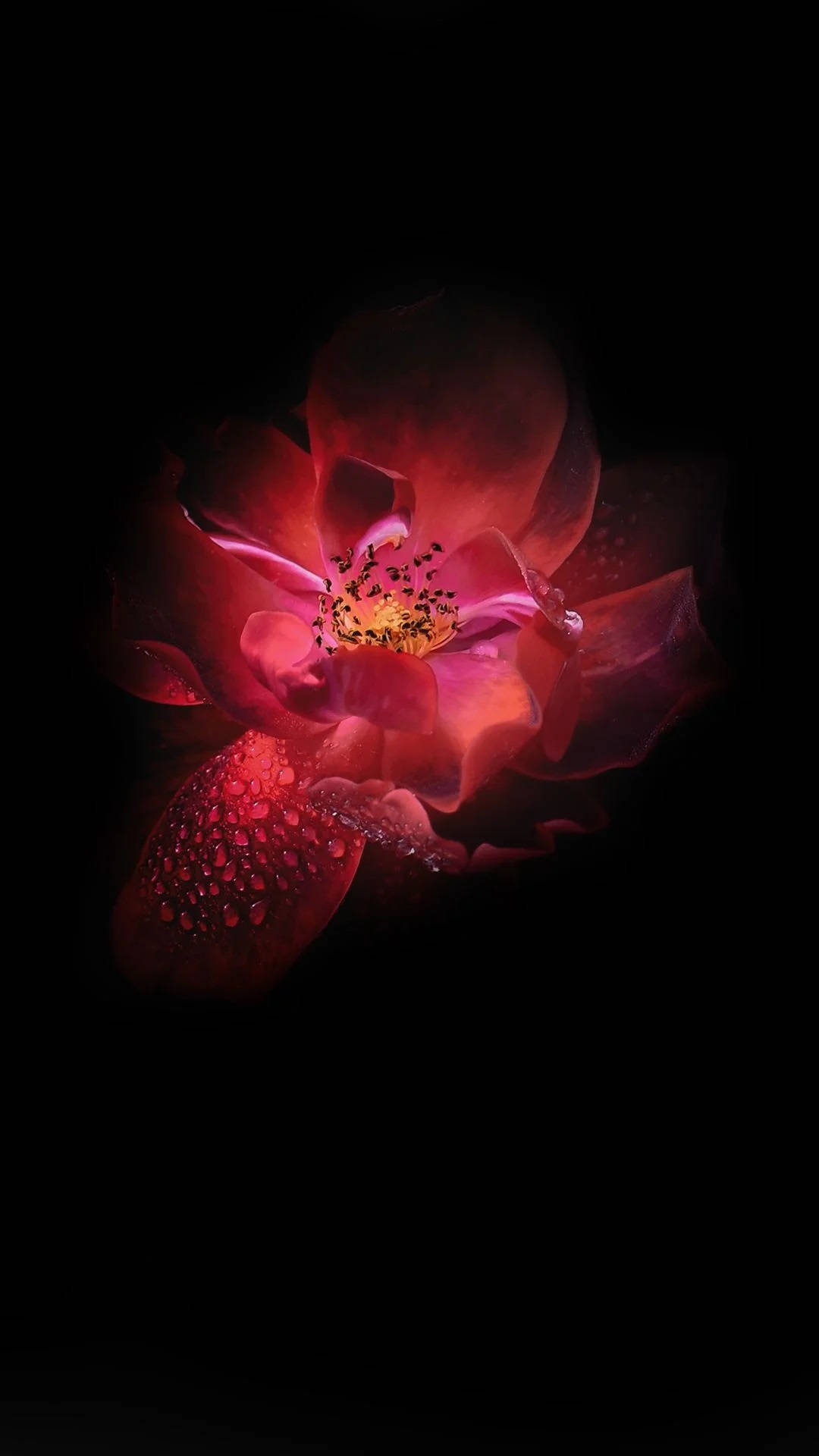 Flor de Loto Roja Oscura Infinix Fondos de pantalla