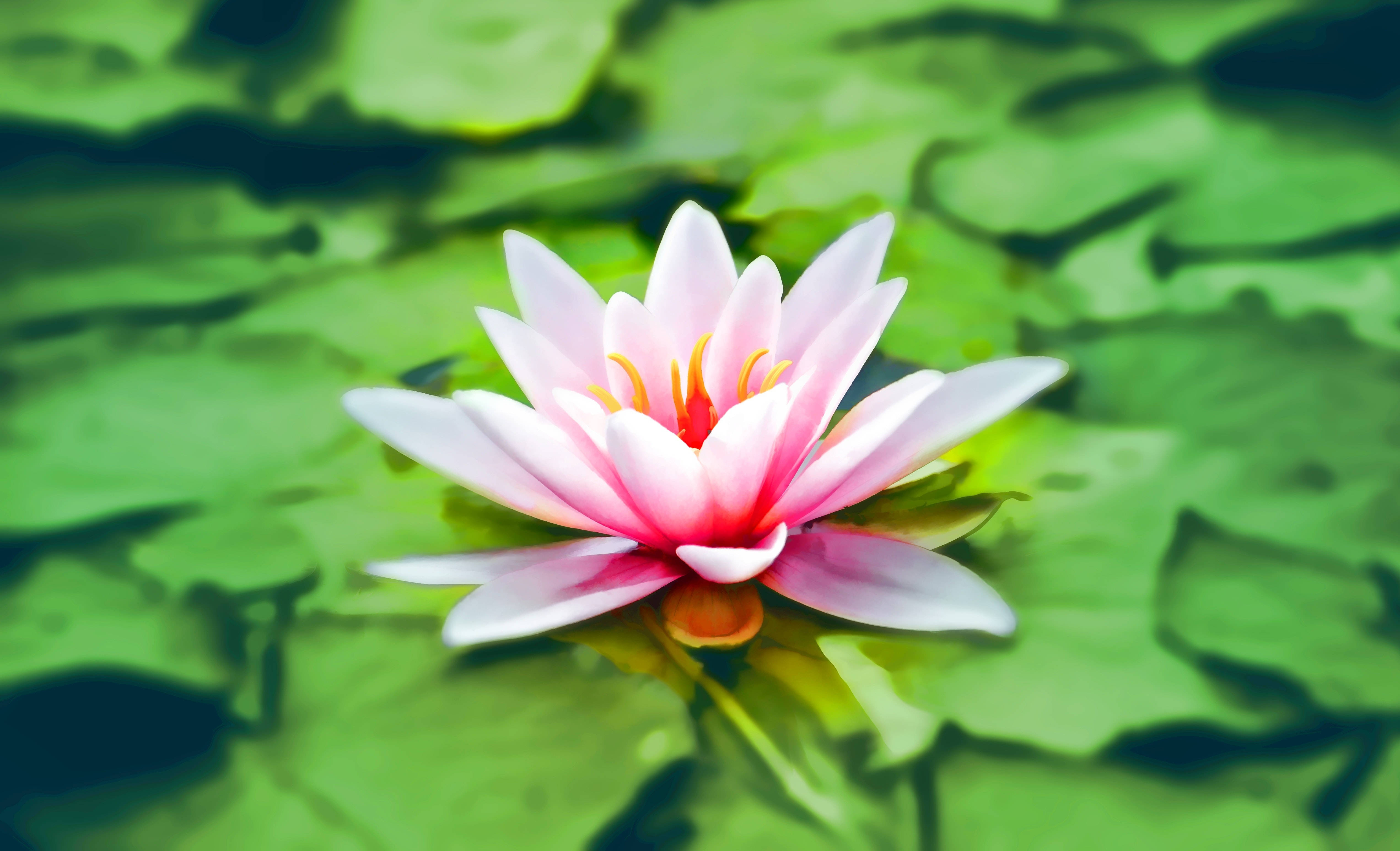 Flor de Loto Rosa Floreciente en su Plenitud Fondos de pantalla