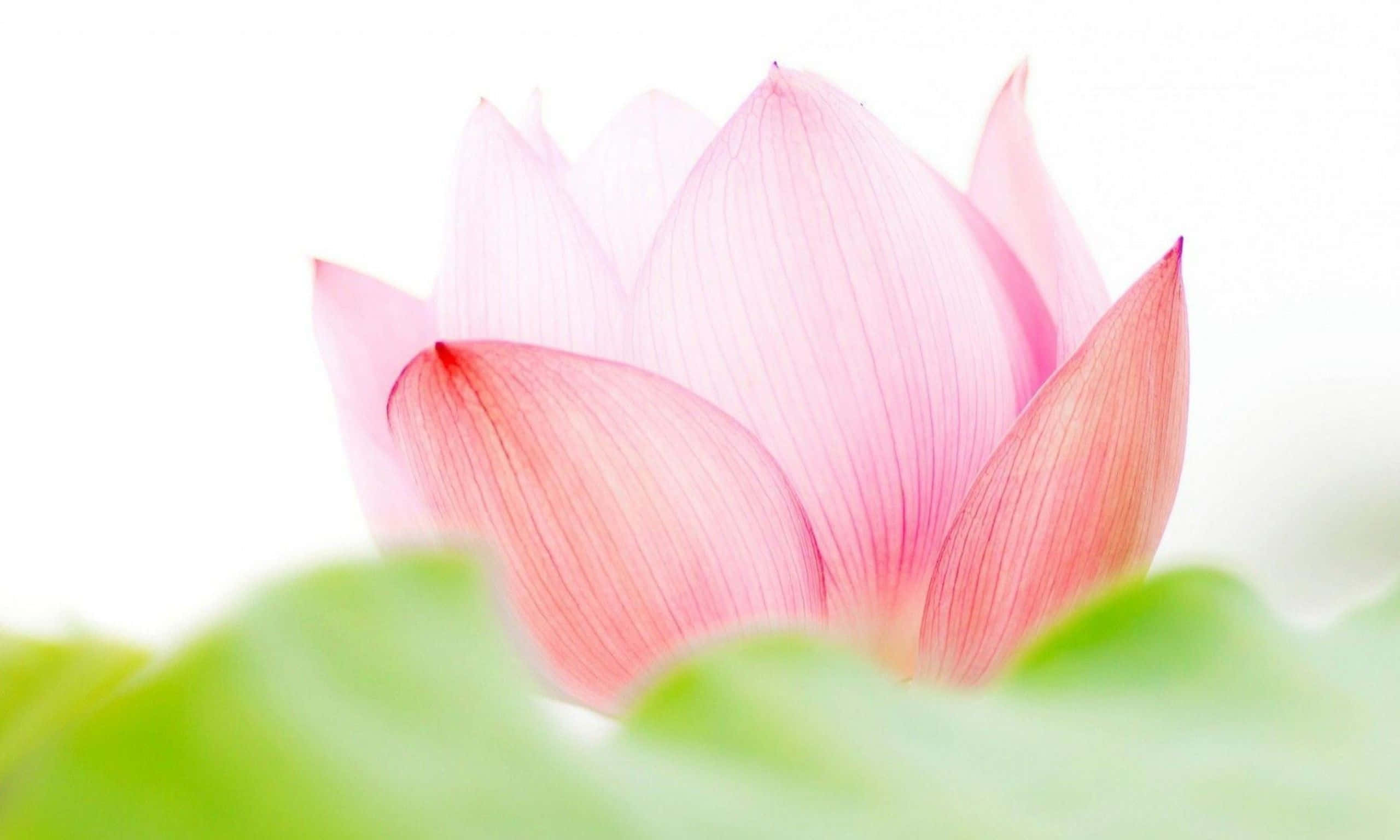 Flor de Loto Rosa Cautivadora Fondos de pantalla