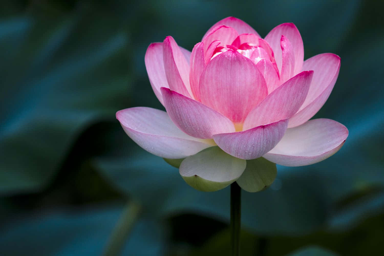 Flor de Loto Rosa en el Agua Fondos de pantalla