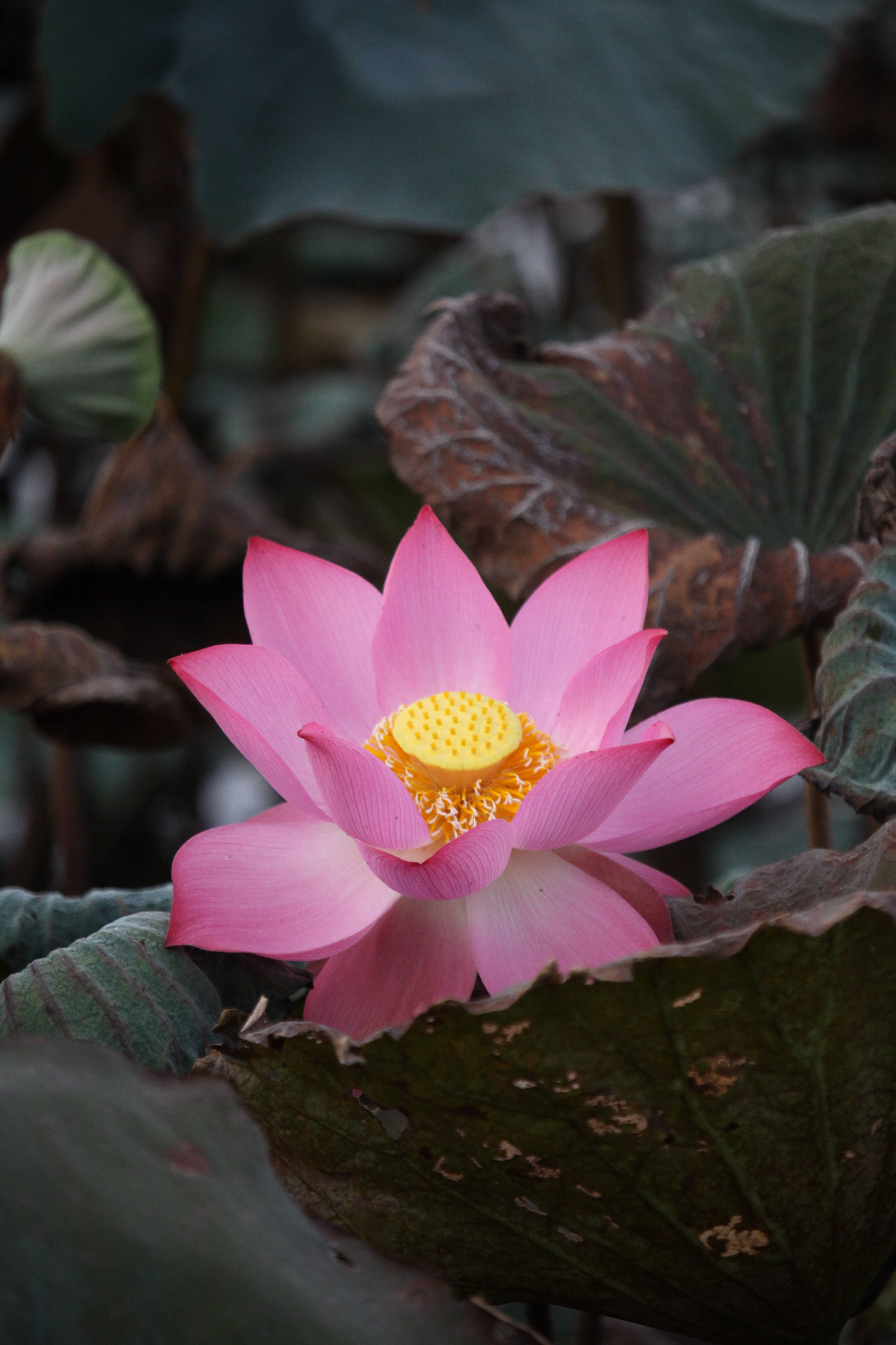 Flor de Loto Sagrada India Fondos de pantalla