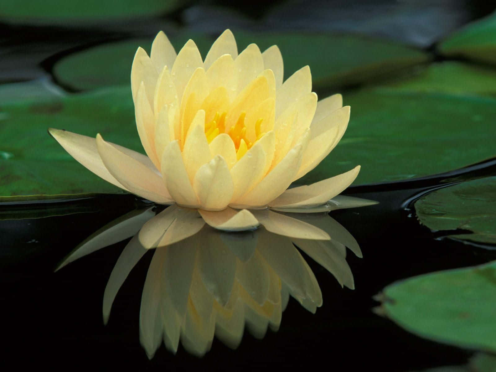 Flor de Loto Sereno Floreciendo en un Estanque Tranquilo Fondos de pantalla