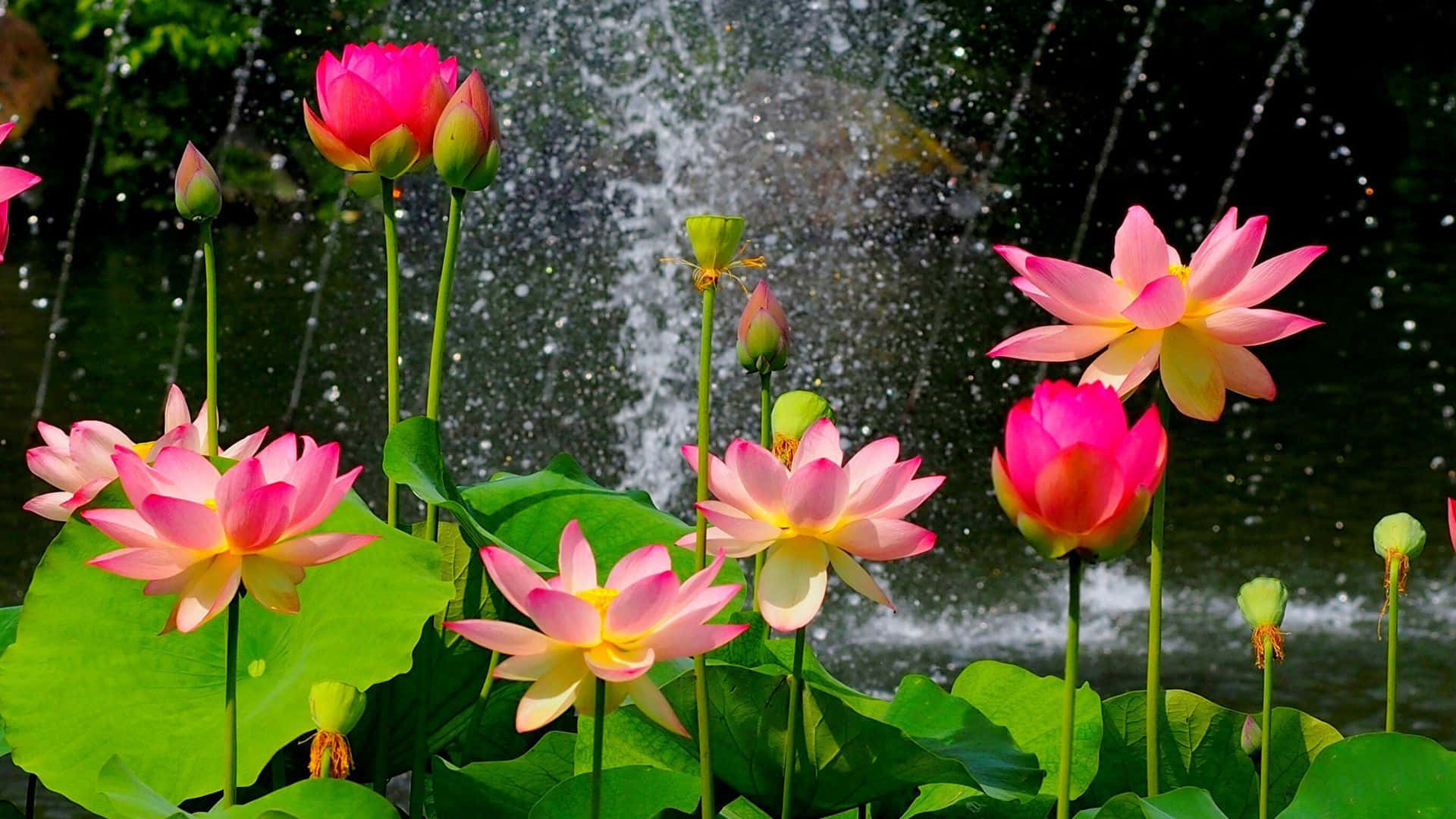 Flor de Loto Serena en un Lago Tranquilo Fondos de pantalla