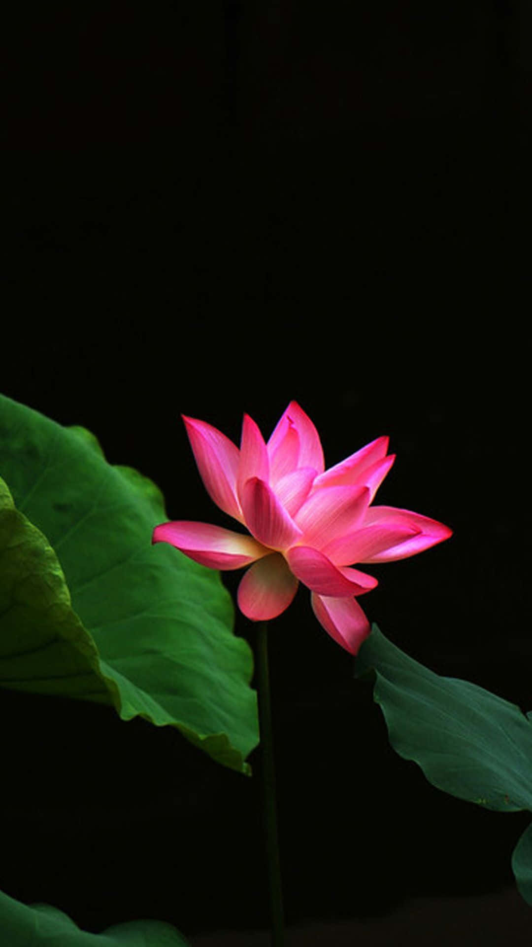 Flor de Loto Sereno en Floración Fondos de pantalla
