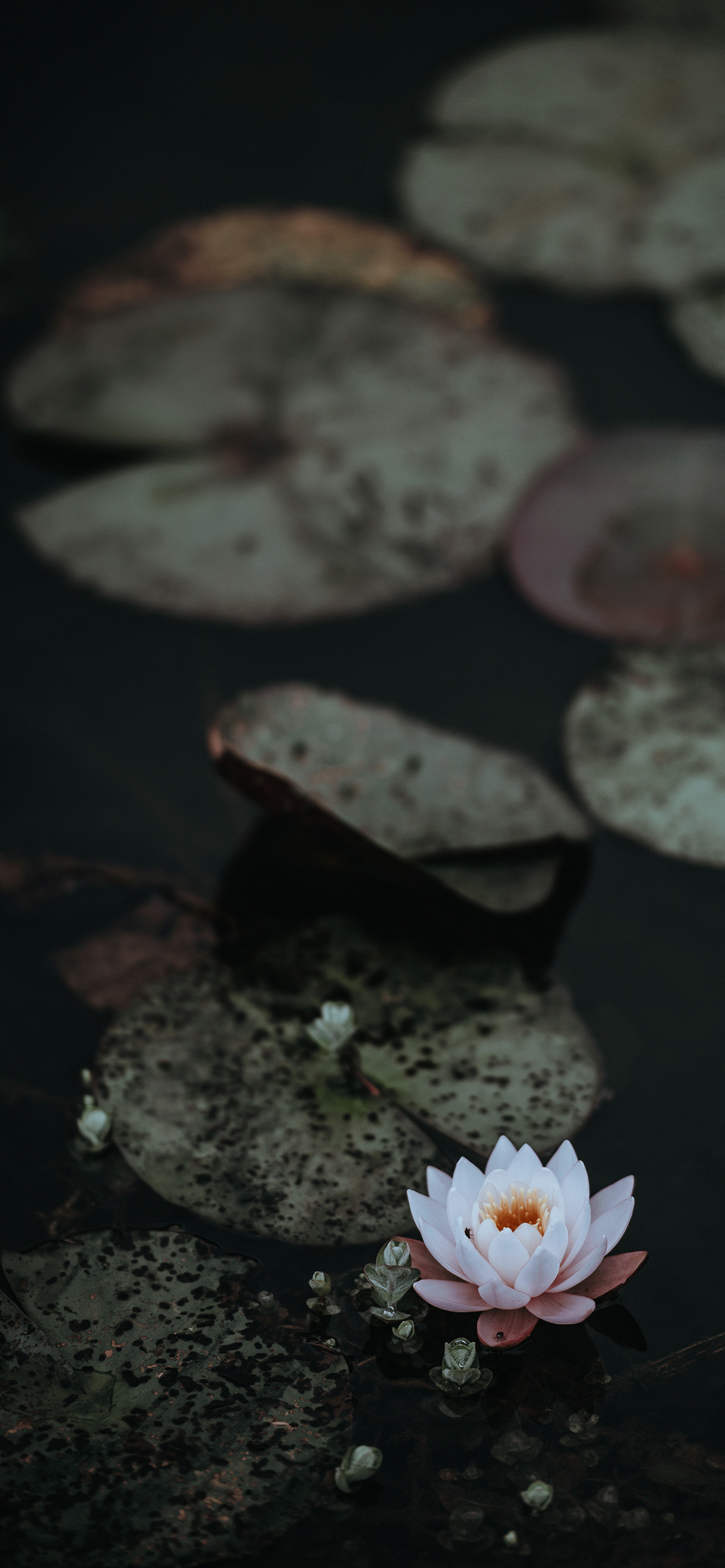 Flor de Loto Serena en Plena Floración Fondos de pantalla