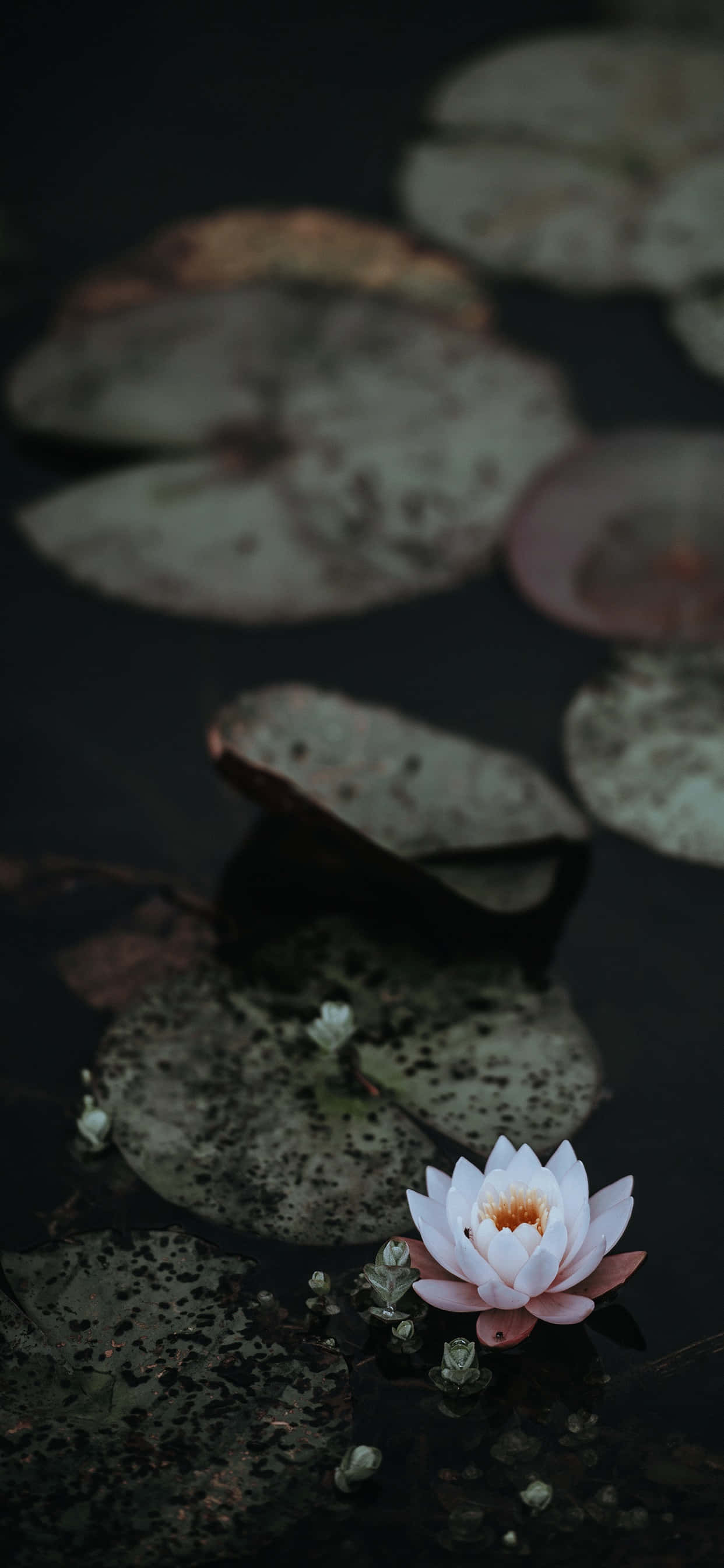 Flor de Loto Serena en Plena Floración Fondos de pantalla