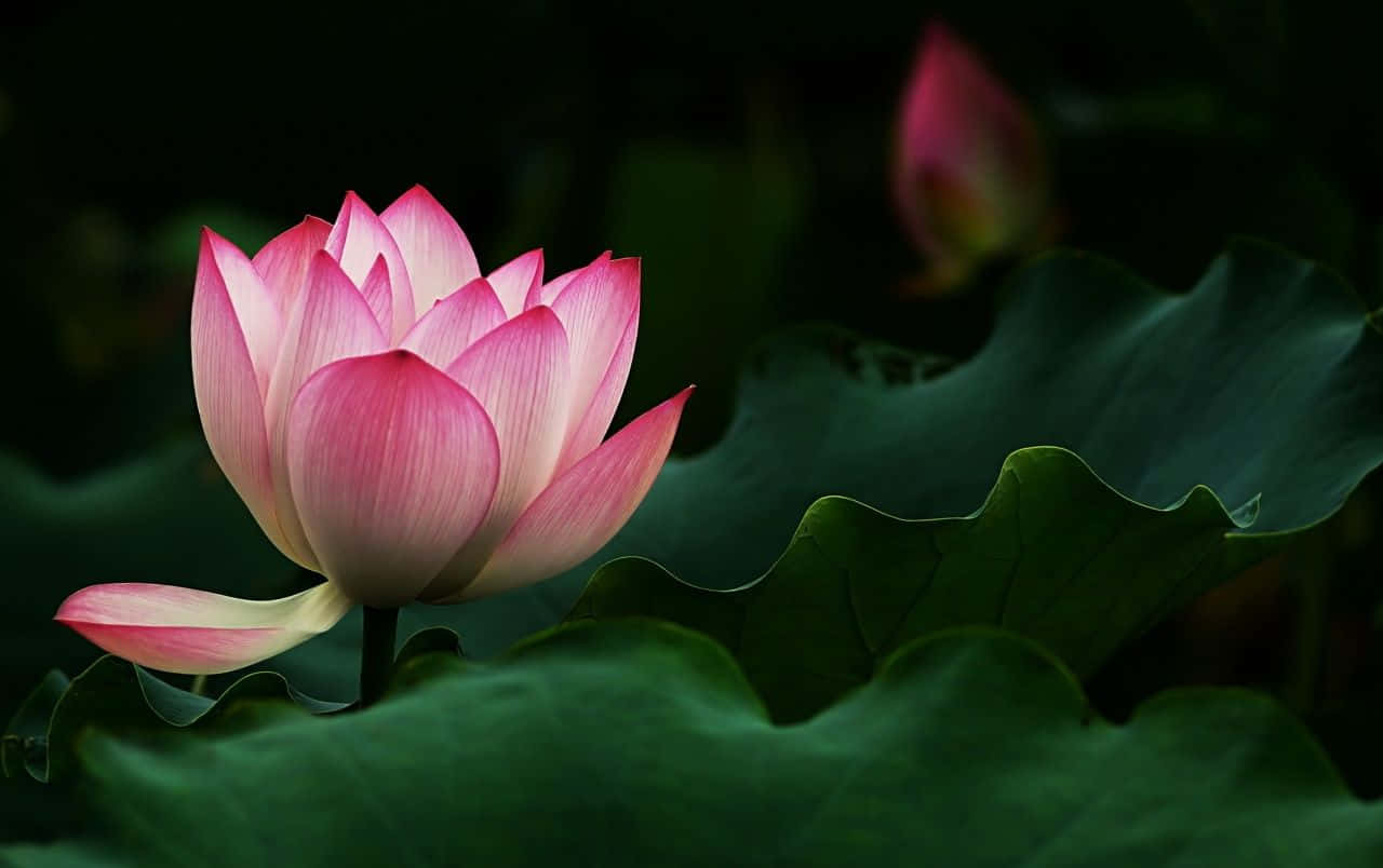 Flor de Loto Serena Floreciendo en Aguas Tranquilas Fondos de pantalla