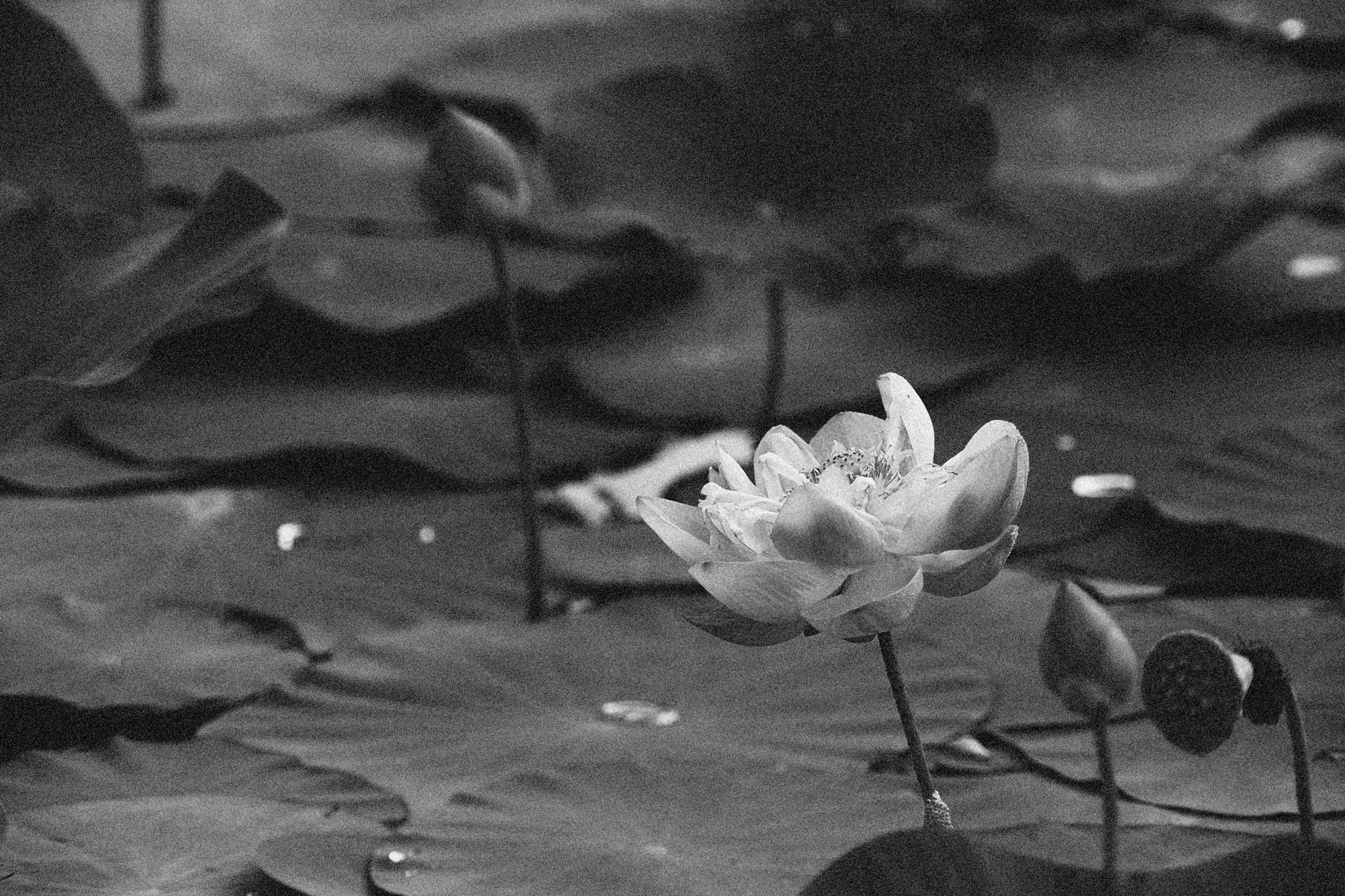 Flor de Loto Vintage Fondos de pantalla