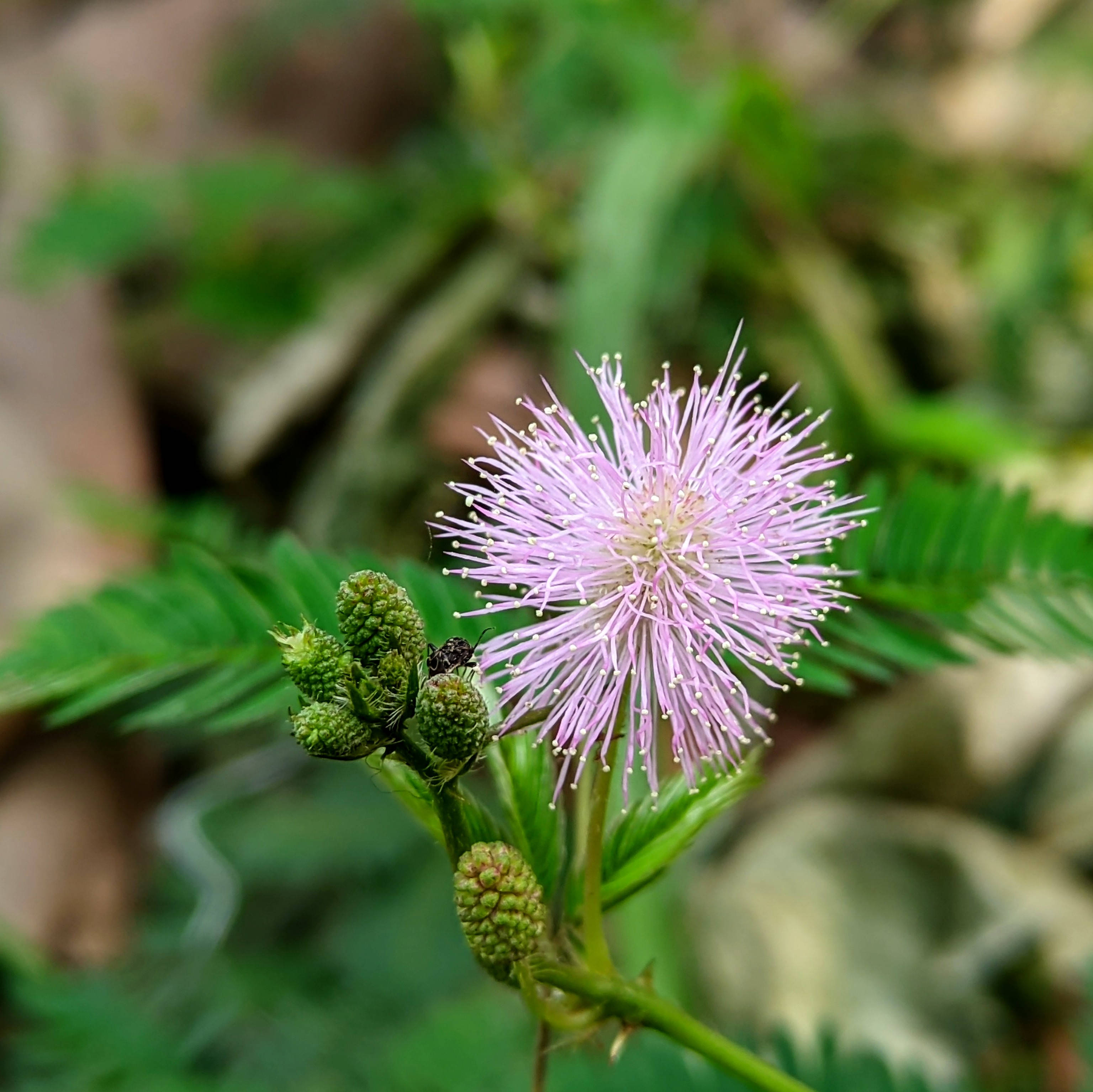 Flor de Mimosa rosa Fondos de pantalla