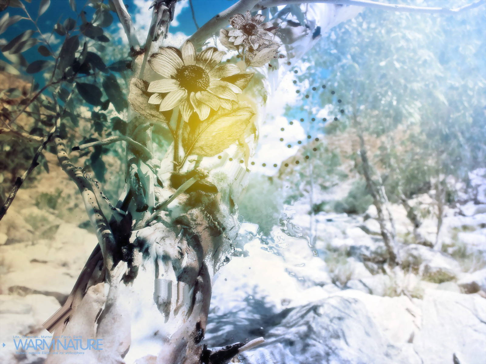 Flor de nieve en 4K naturaleza Fondos de pantalla