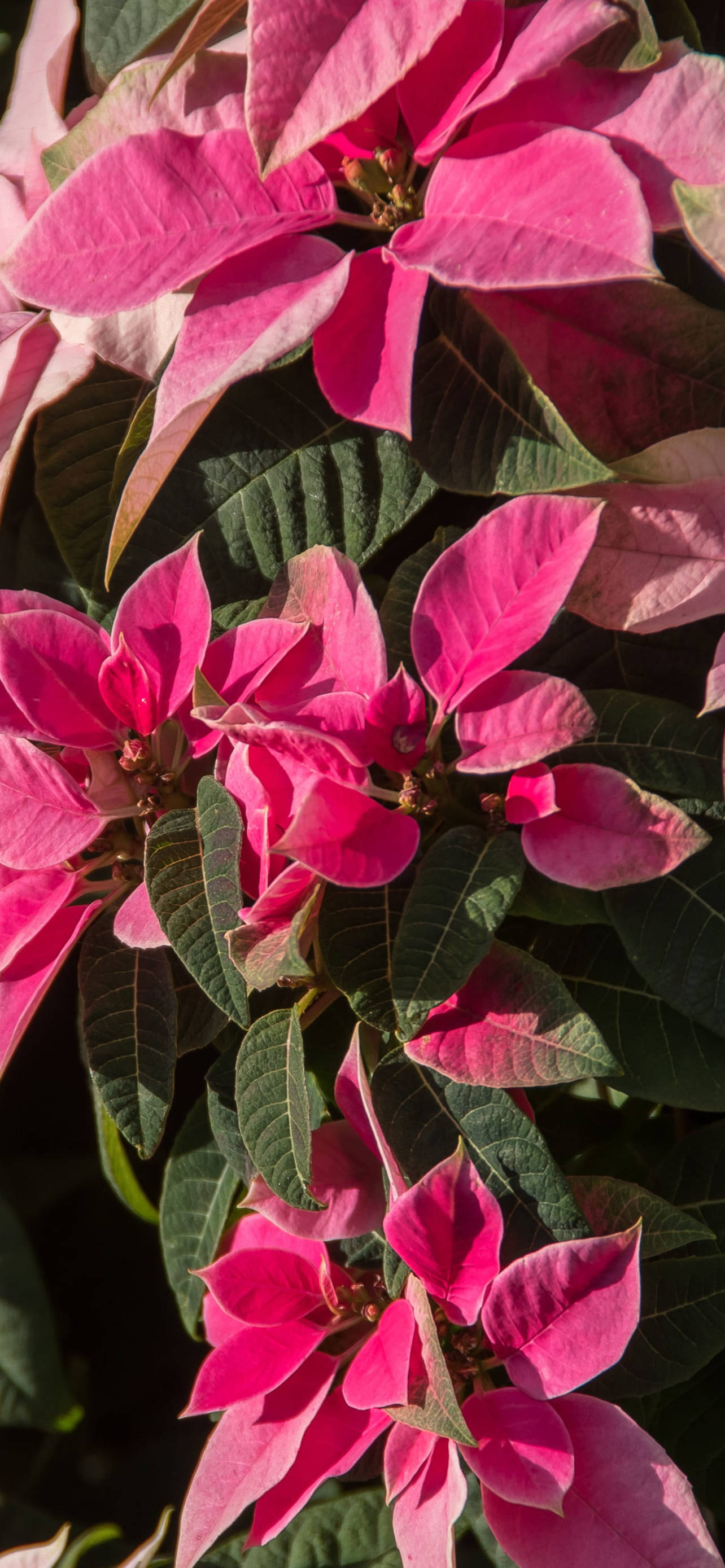 Flor de Nochebuena Rosa HD Fondos de pantalla