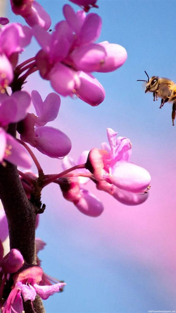 Flor de Orquídea Rosa para iPhone Fondos de pantalla